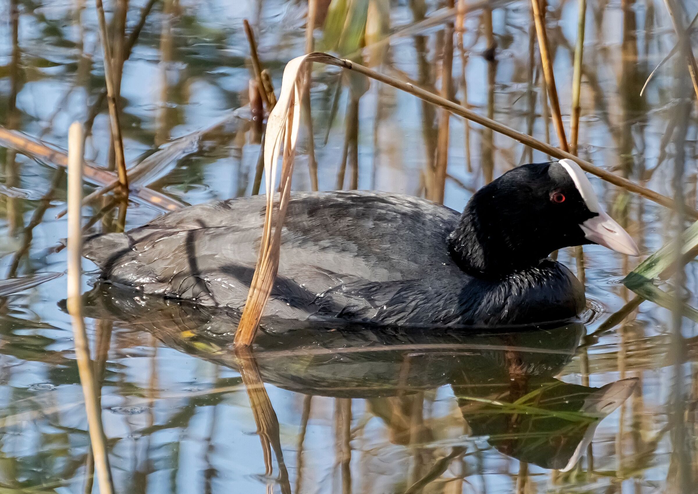 Fulica atra (Folaga) in the middle of a reed 29/10/2020