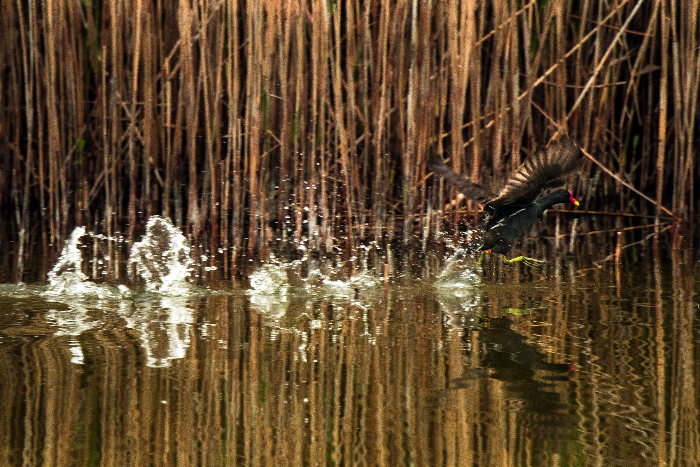 Four jumps in... Lude!