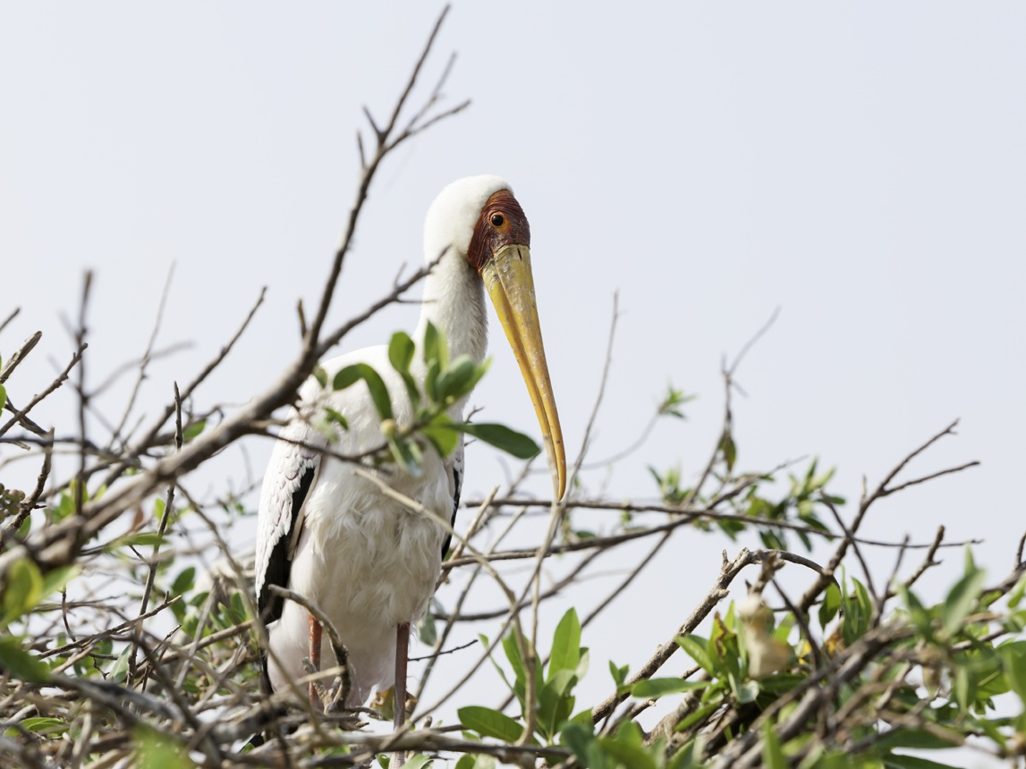 Tantalo beccogiallo - Mycteria ibis Foto AOK n. 4666