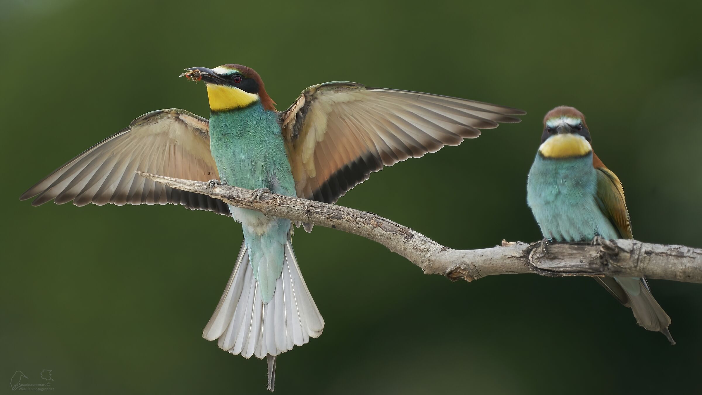 bee-eater