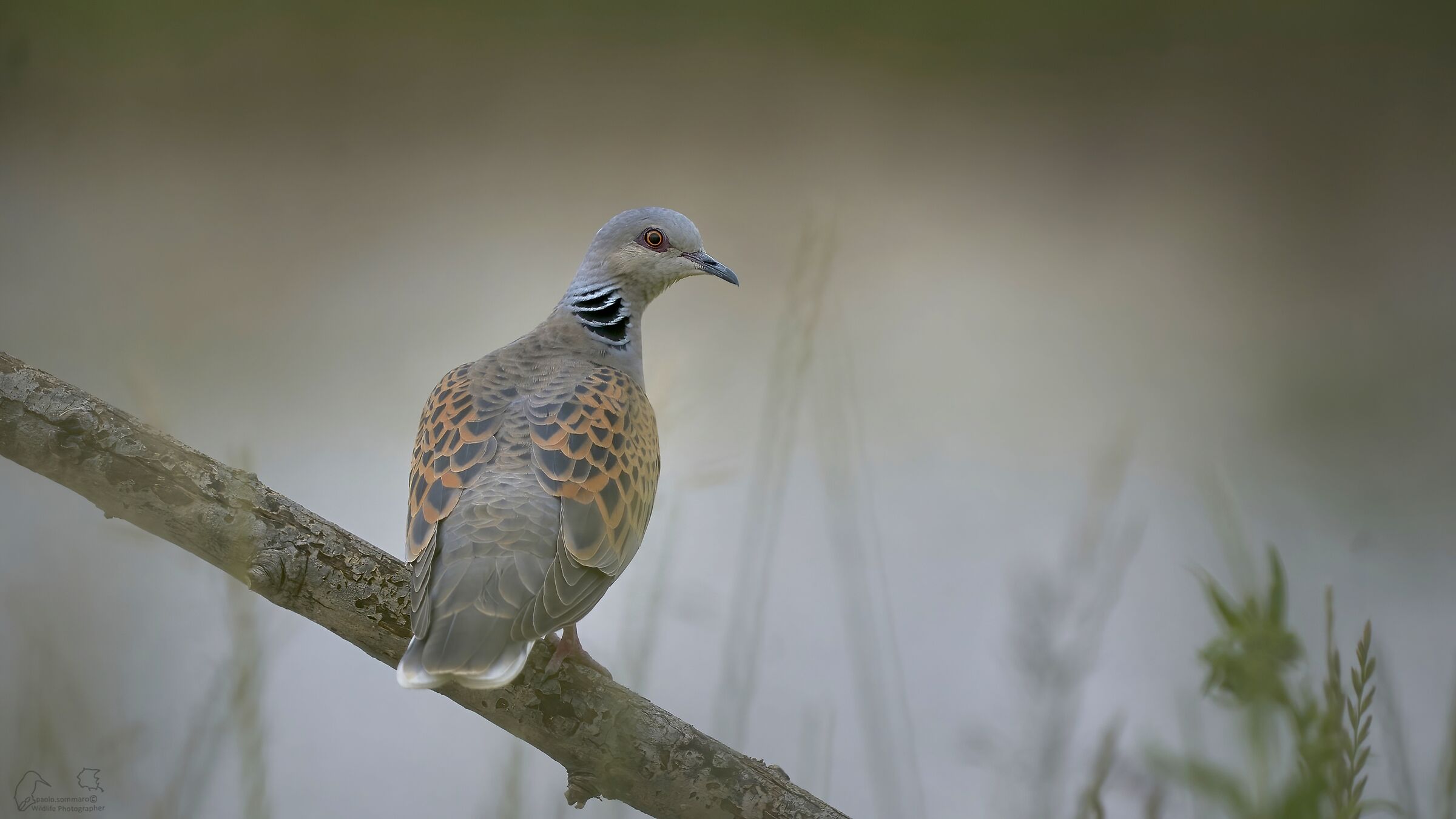 turtle dove
