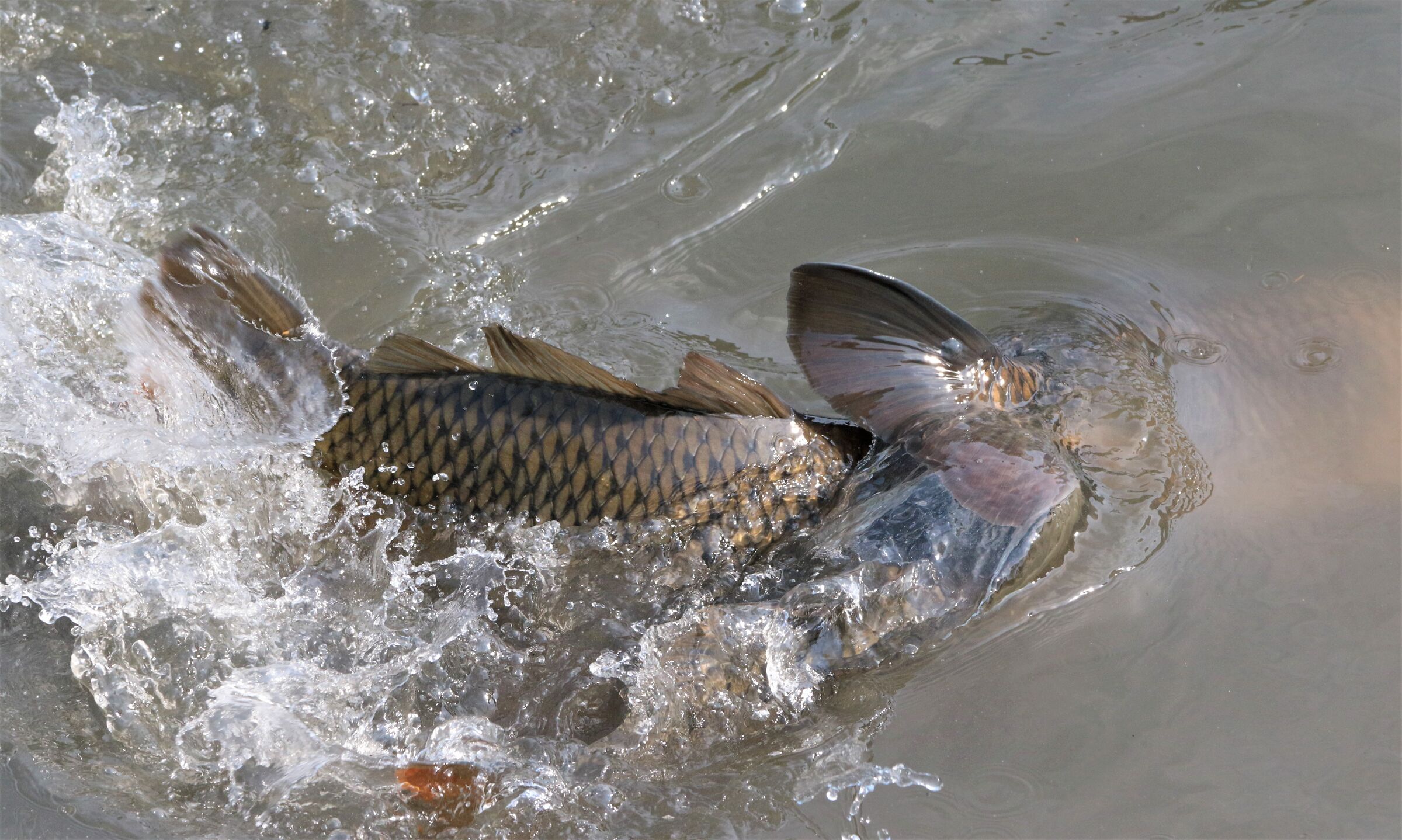 tu deponi ,io fecondo!