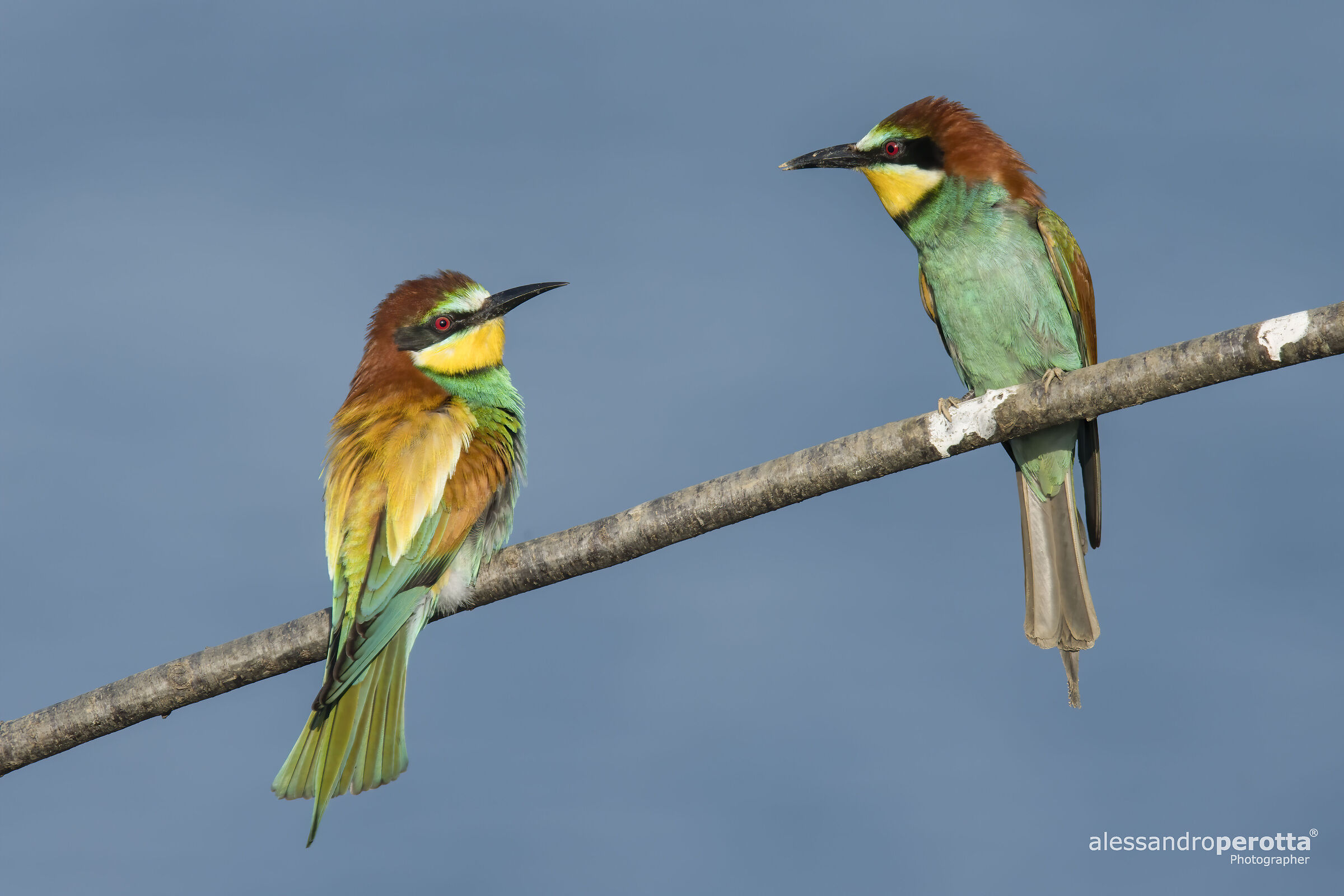 Merops apiaster