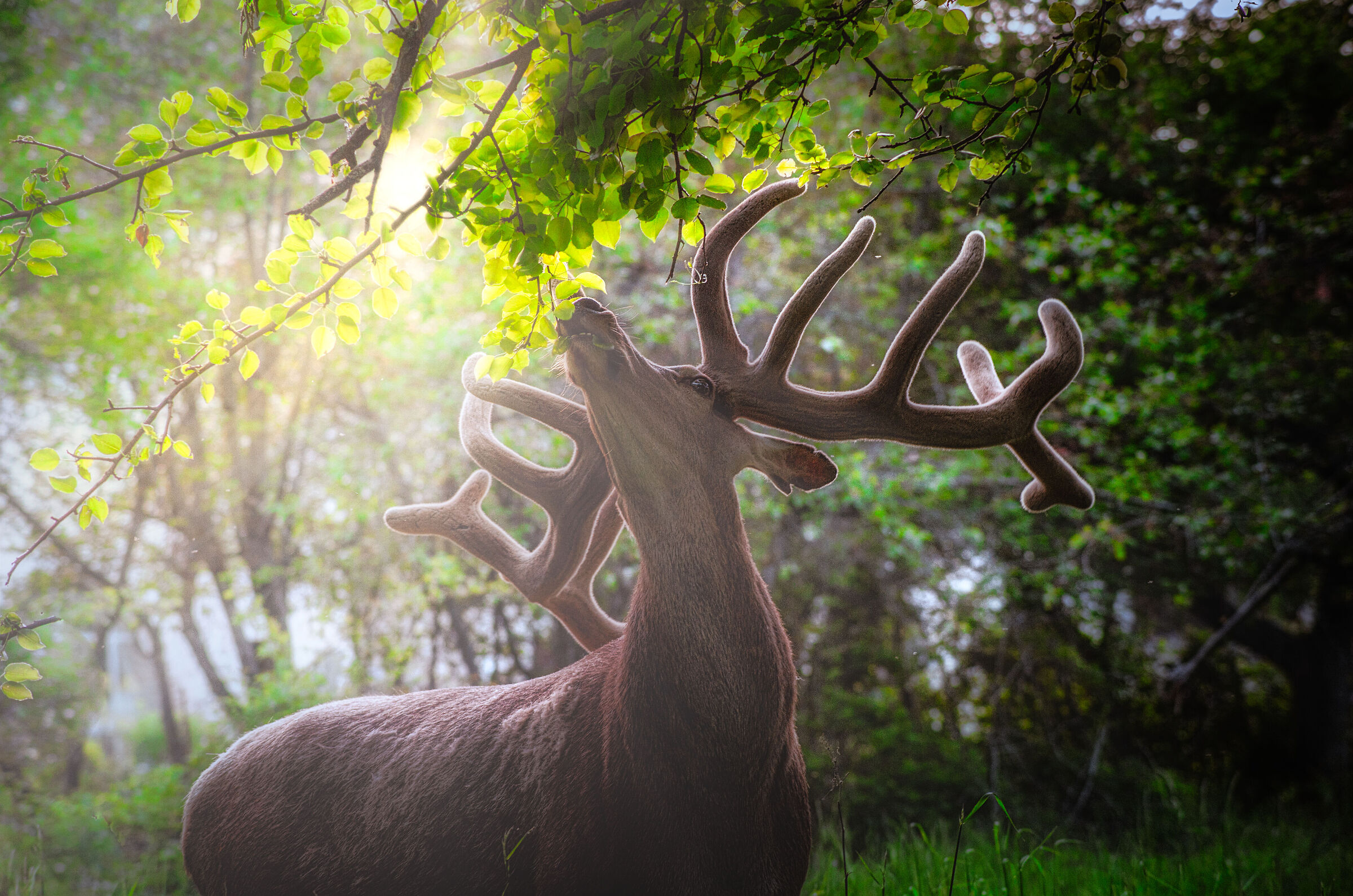 Il cervo in controluce
