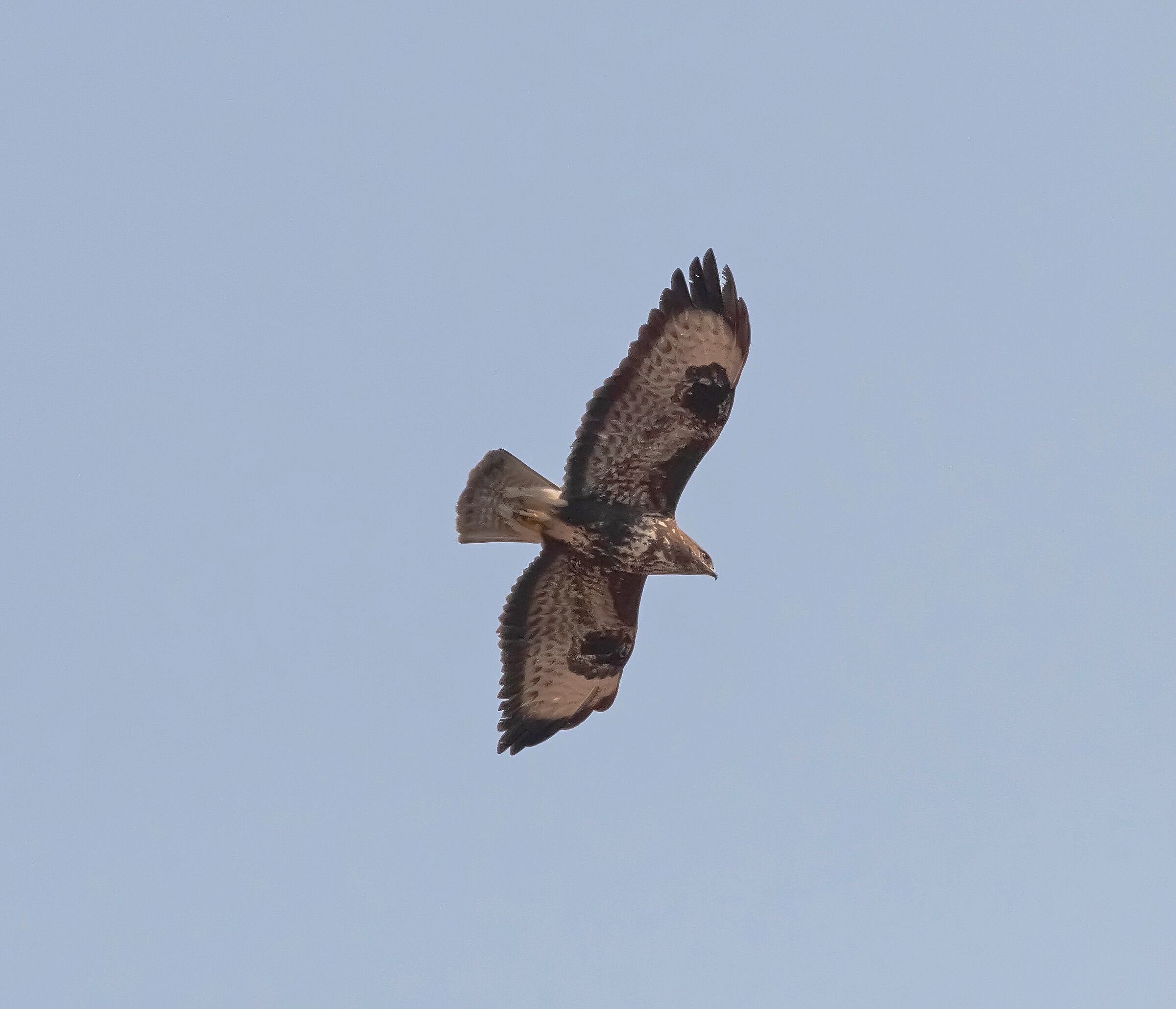 poiana in flight 13/03/2021