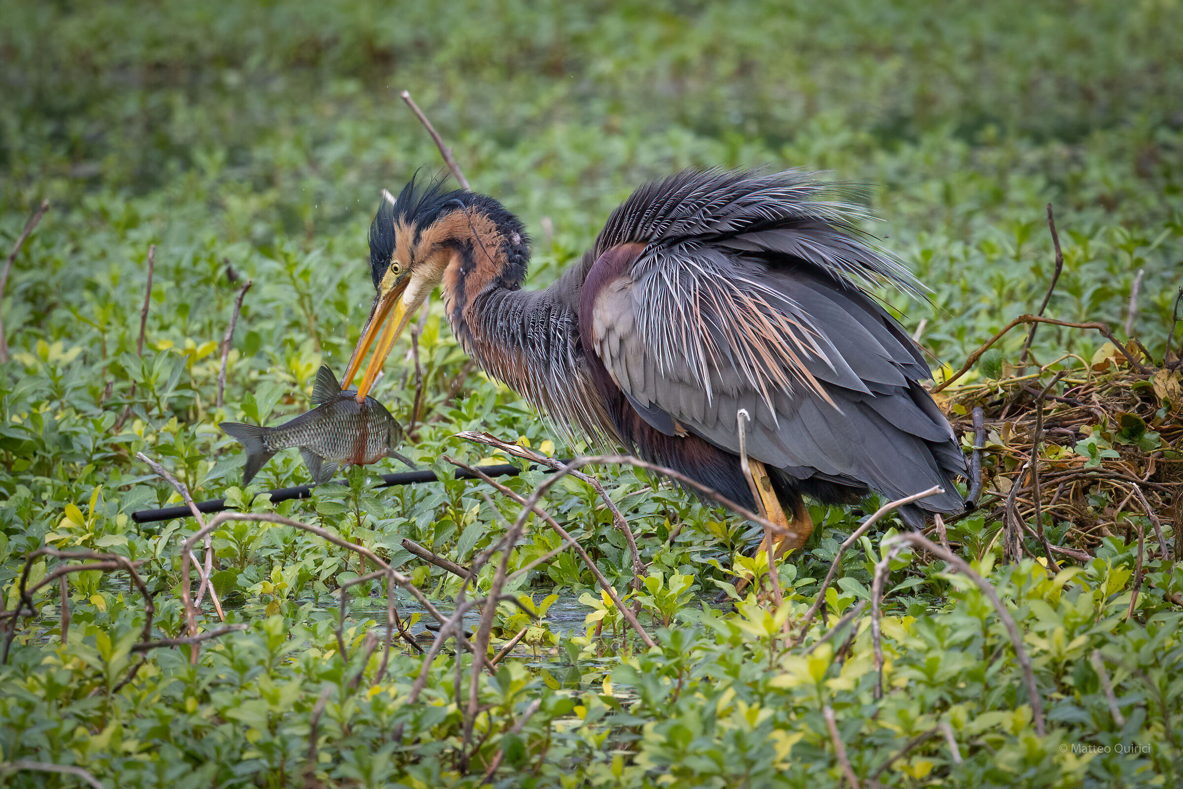 Red heron with prey