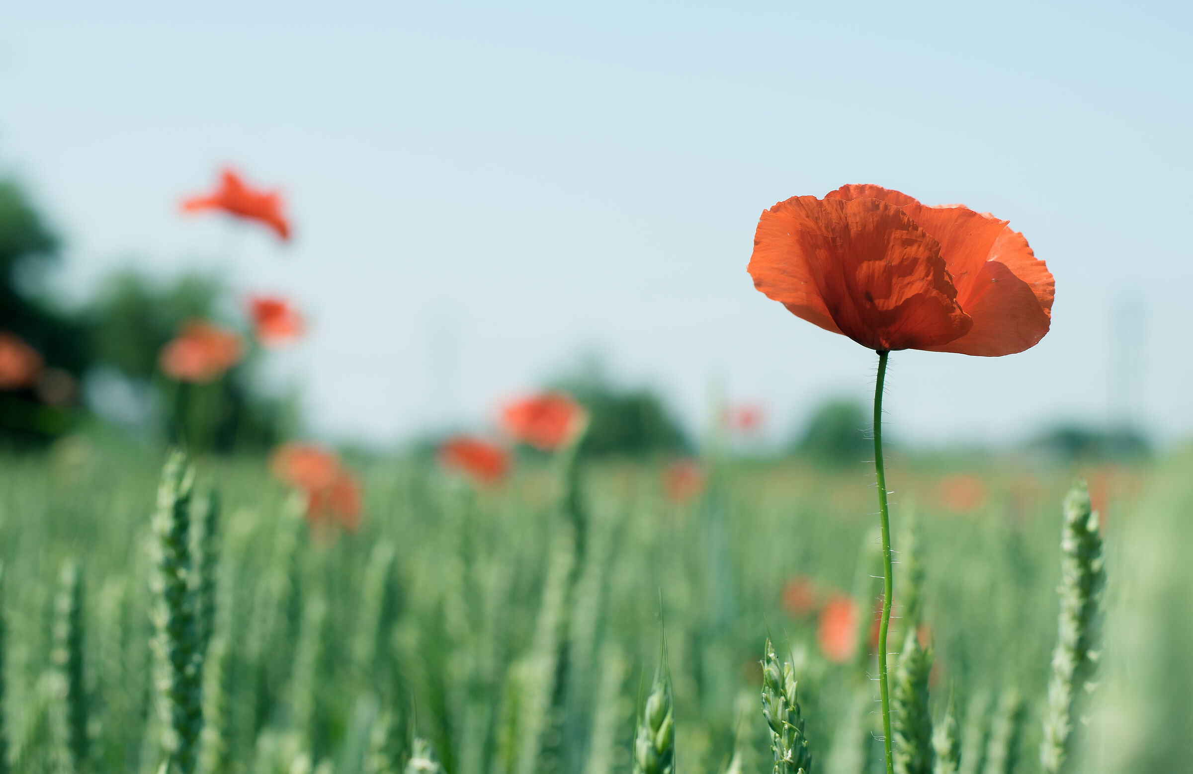 Poppies1