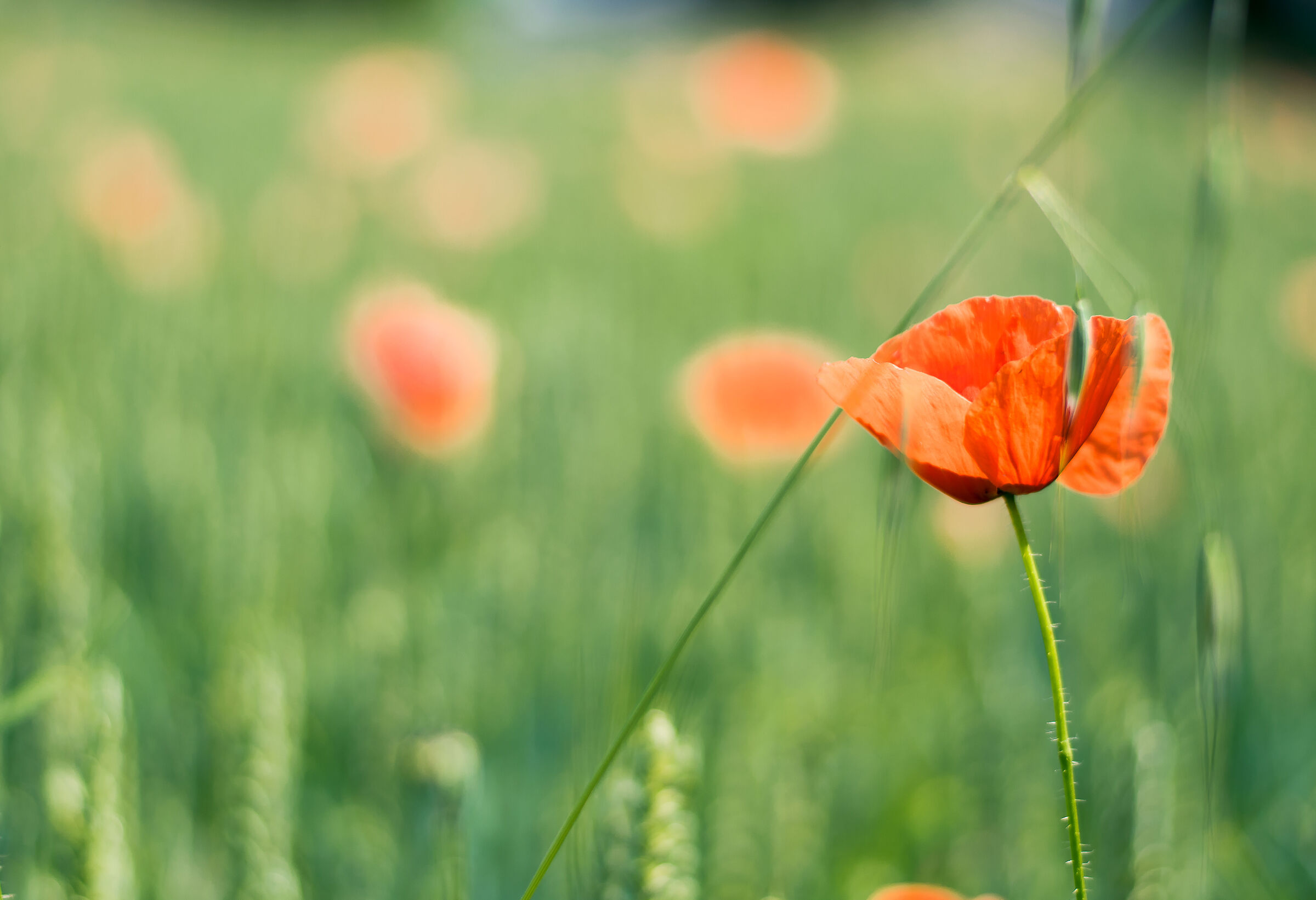 Poppies2