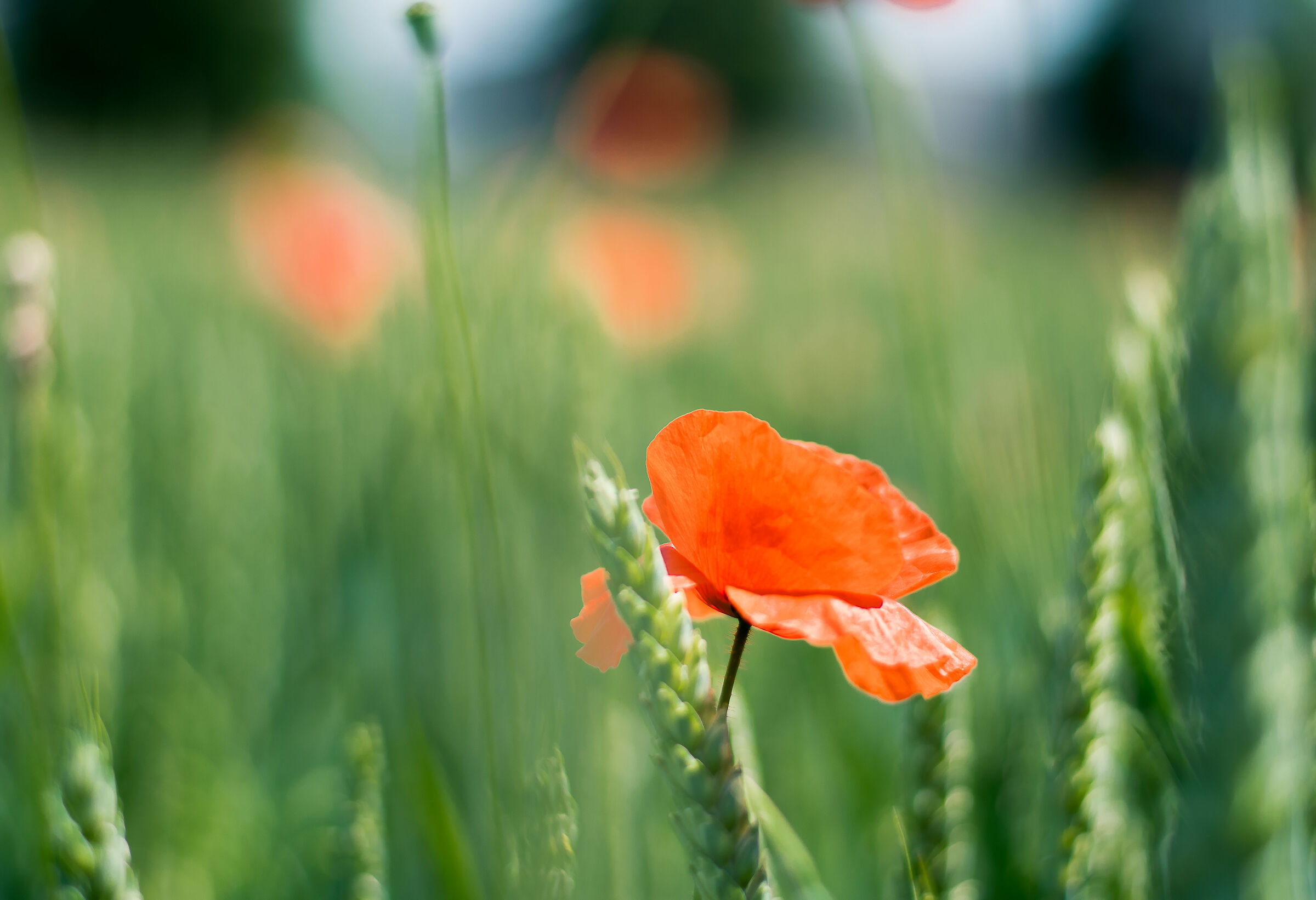 Poppies3