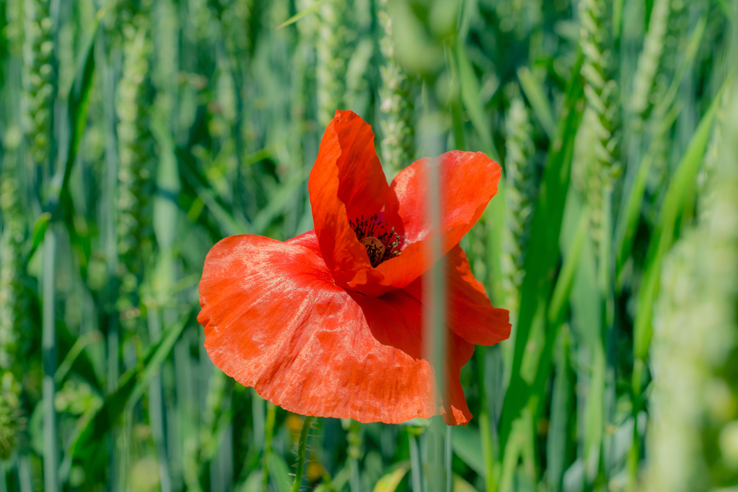 Poppies4