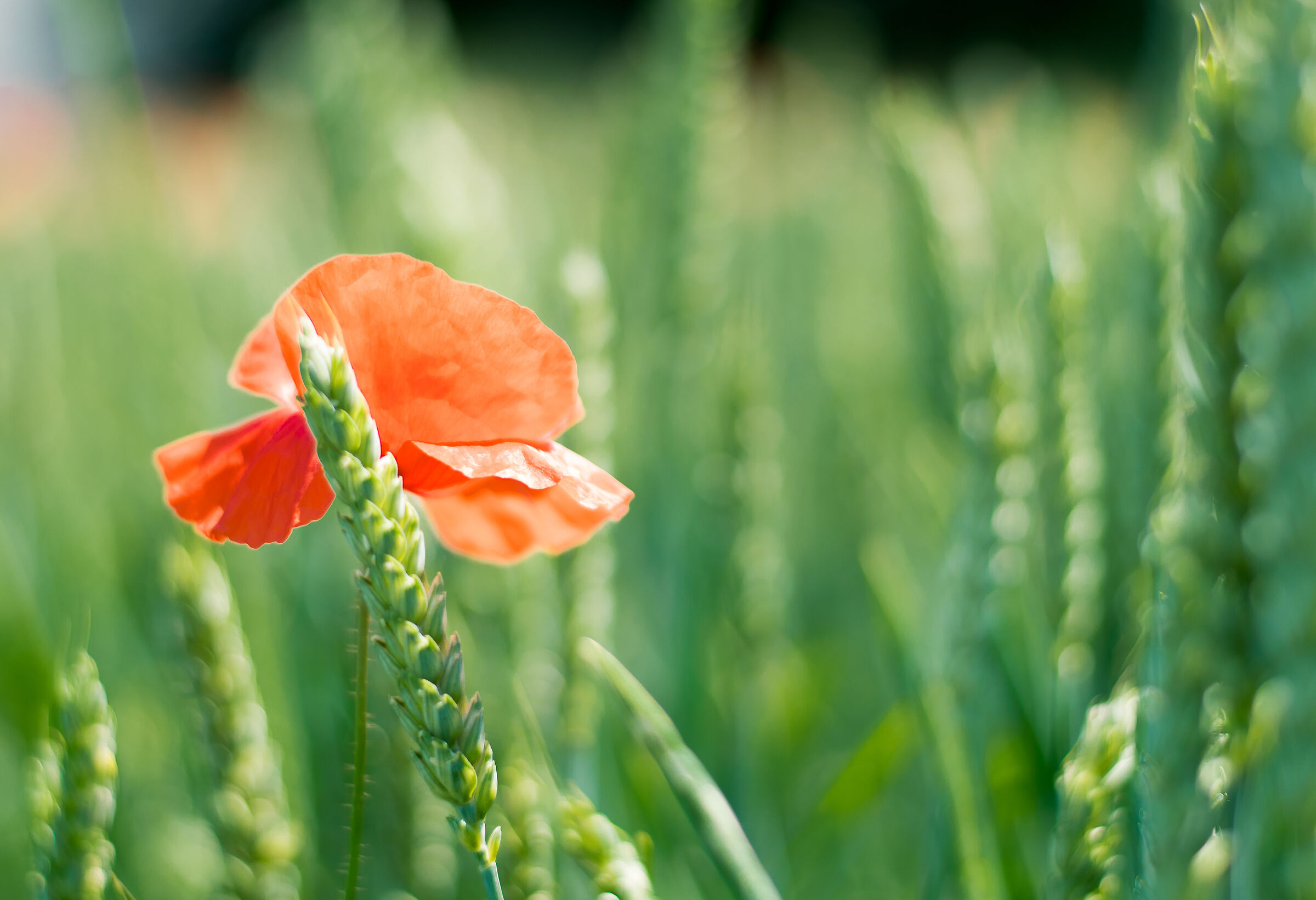 Poppies5