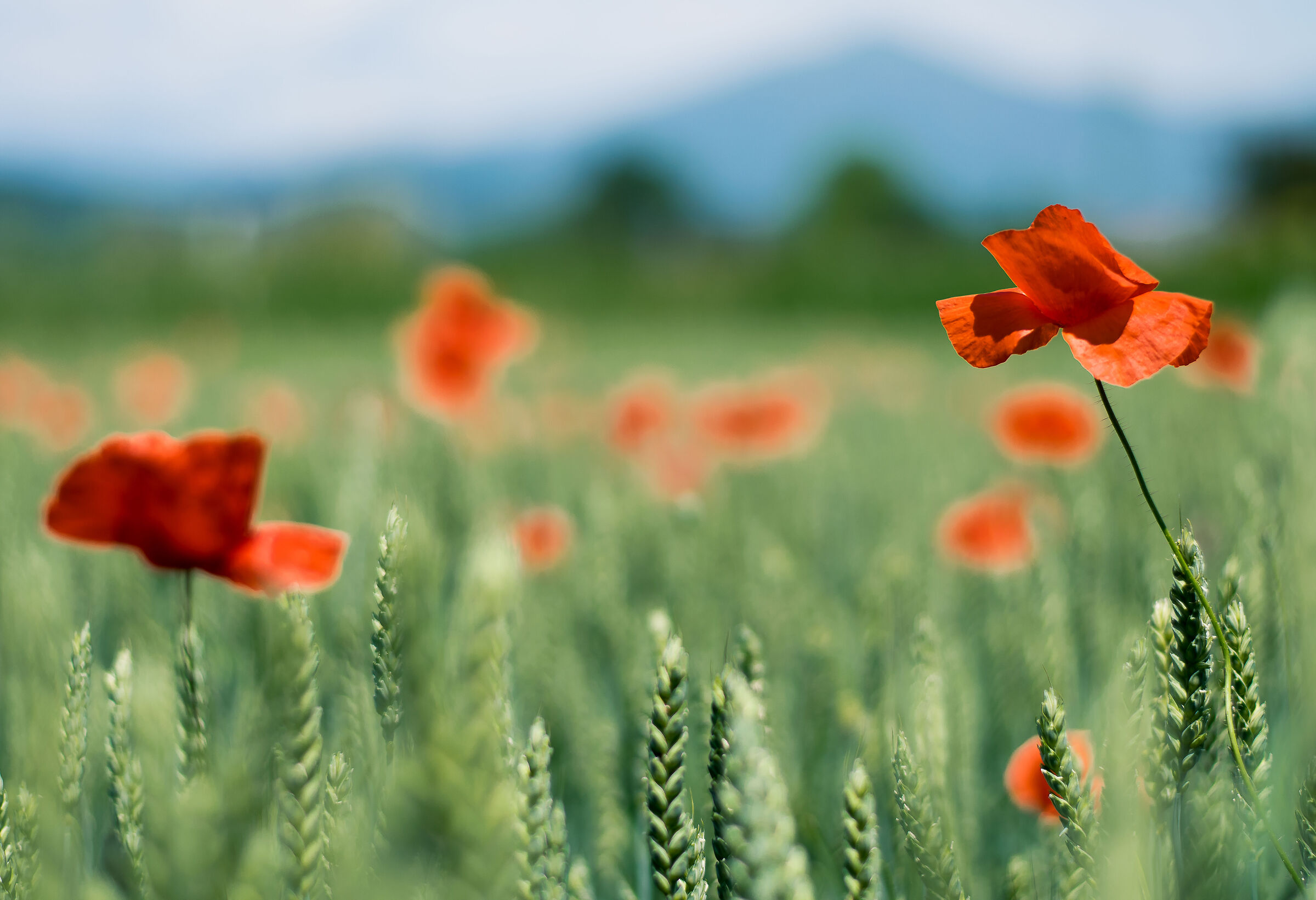 Poppies6