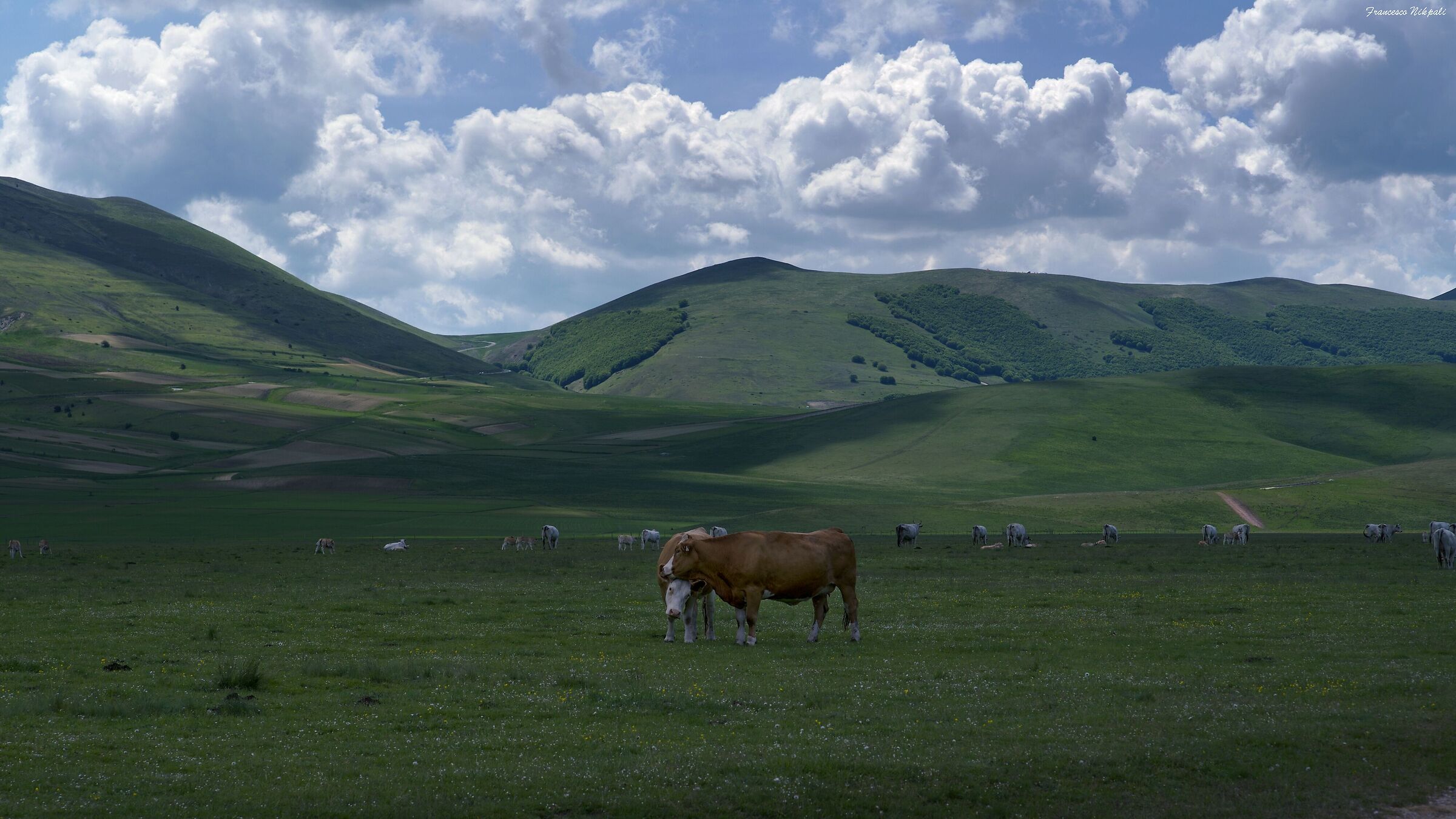 Pascolo a Castelluccio