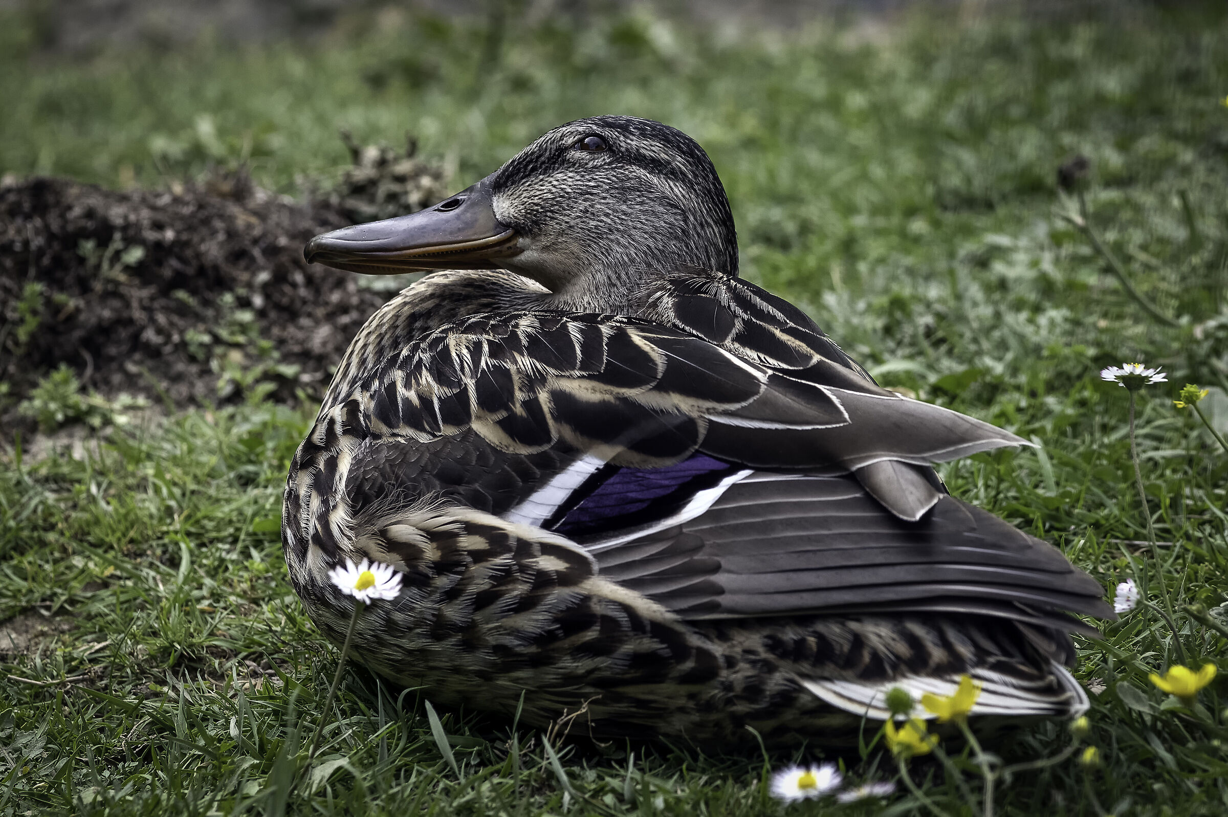 duckling