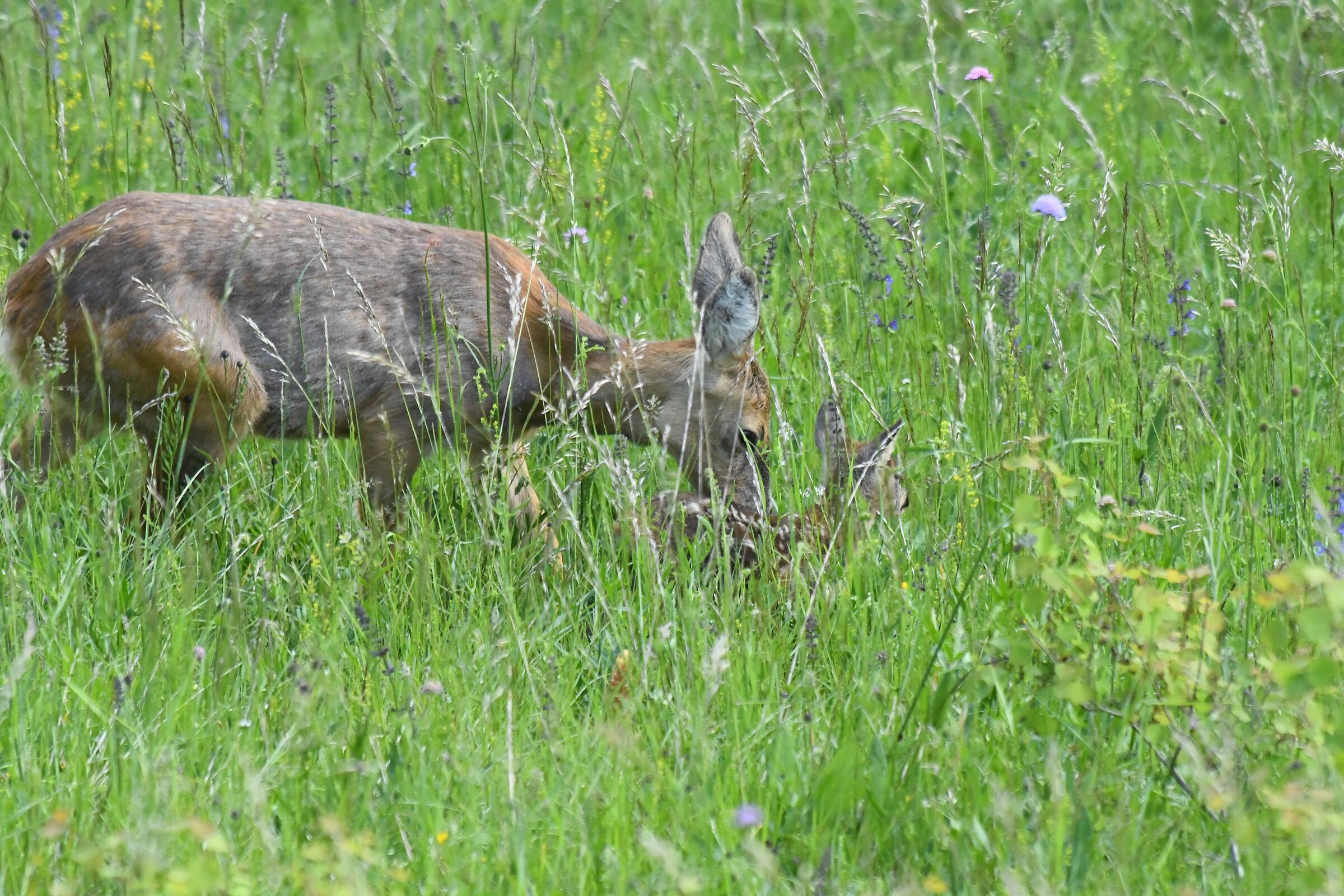 Mom's Love