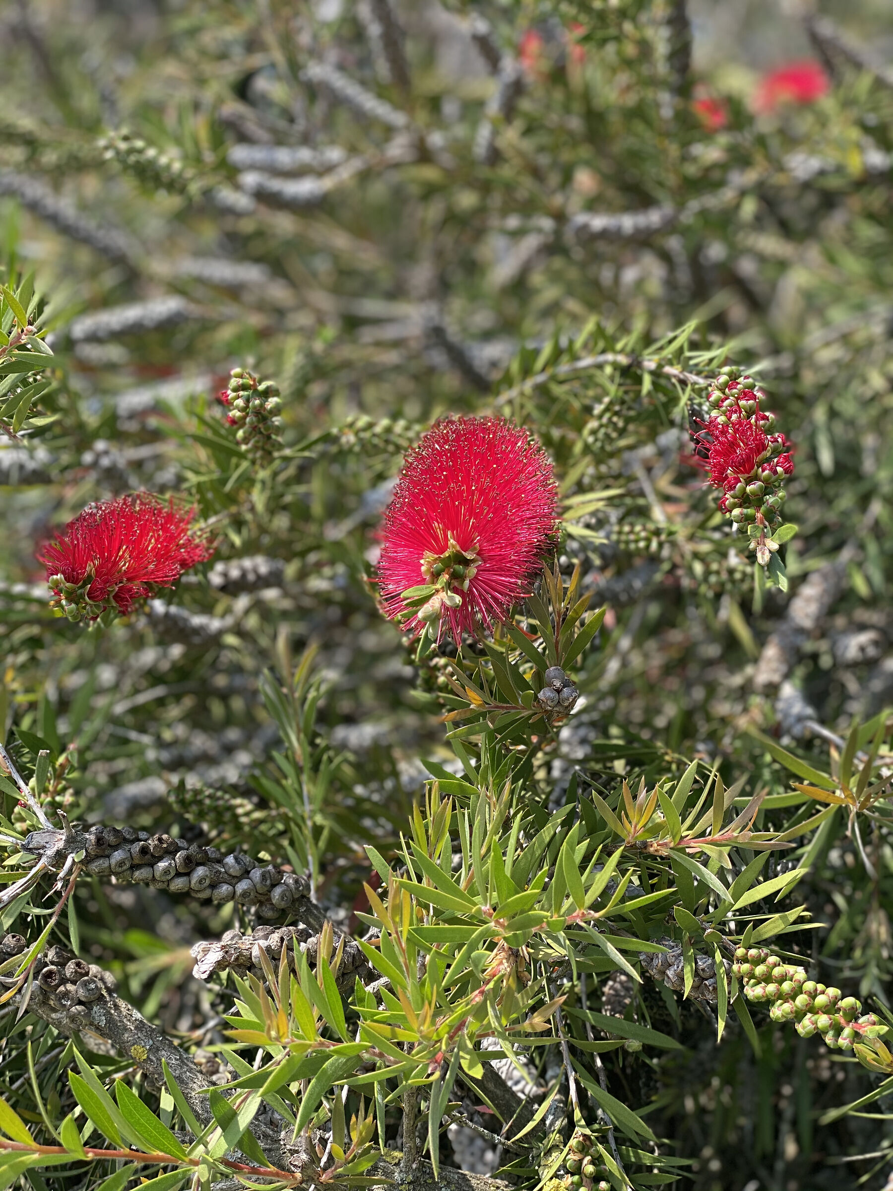 Callistemone Citrinus