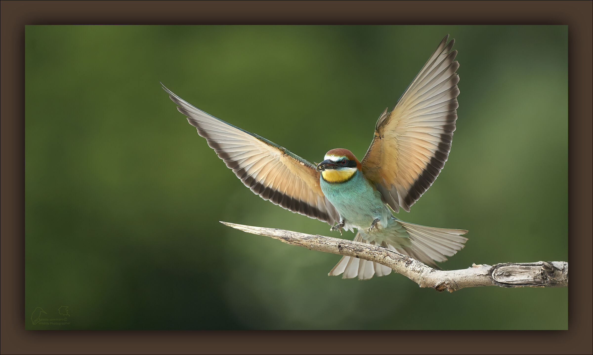 bee-eater