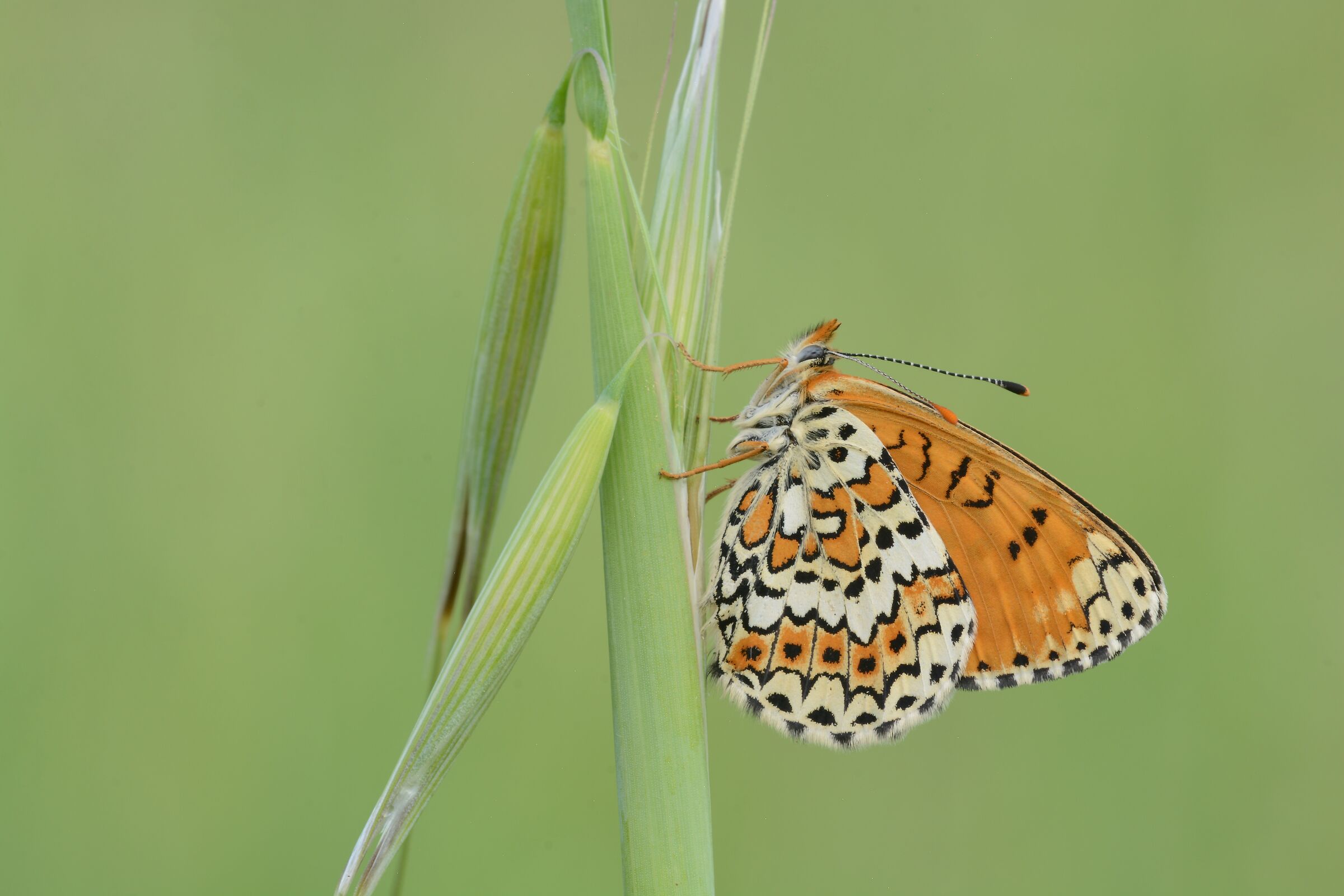 Melitaea