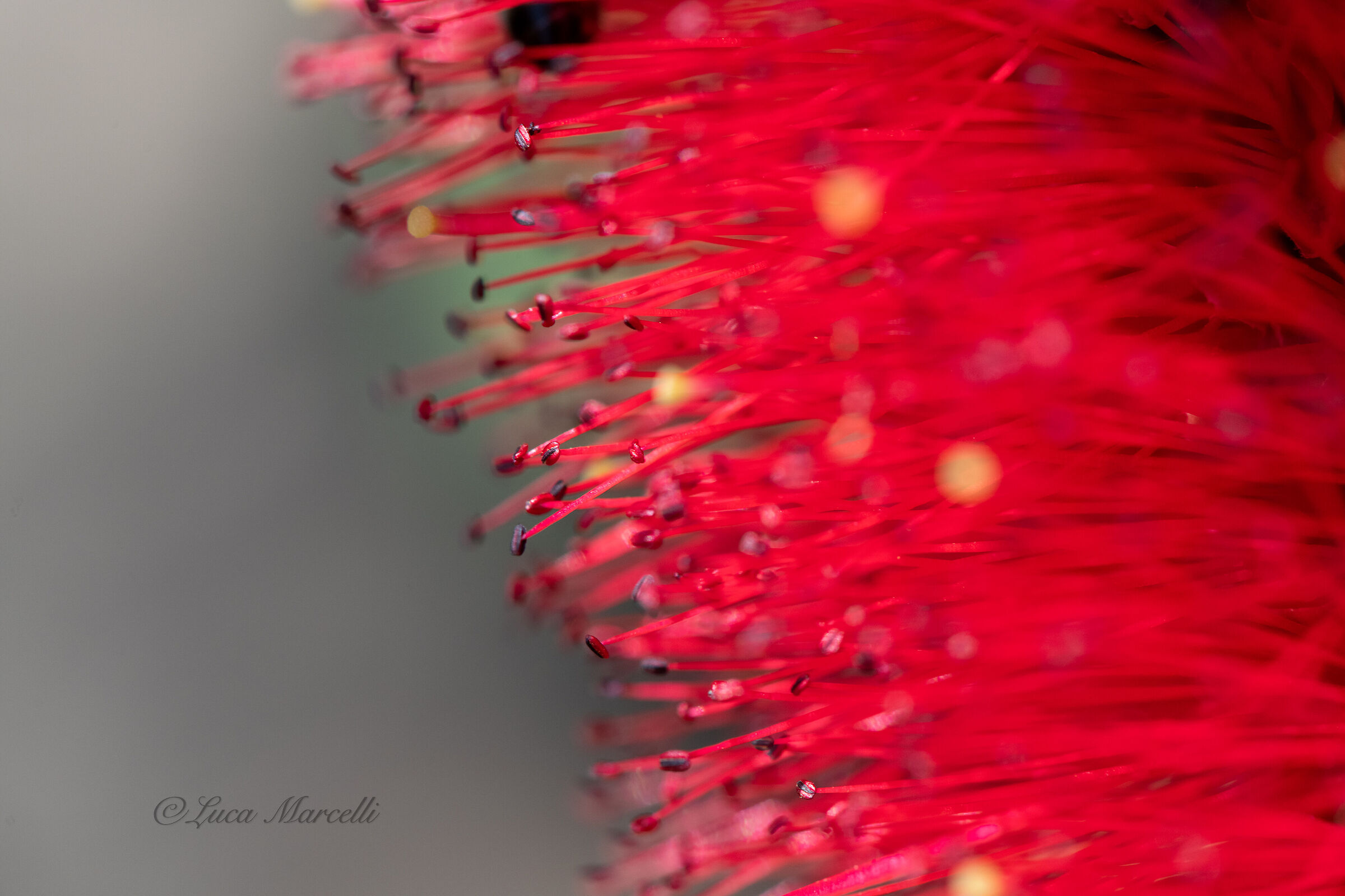 Callistemon, 1st