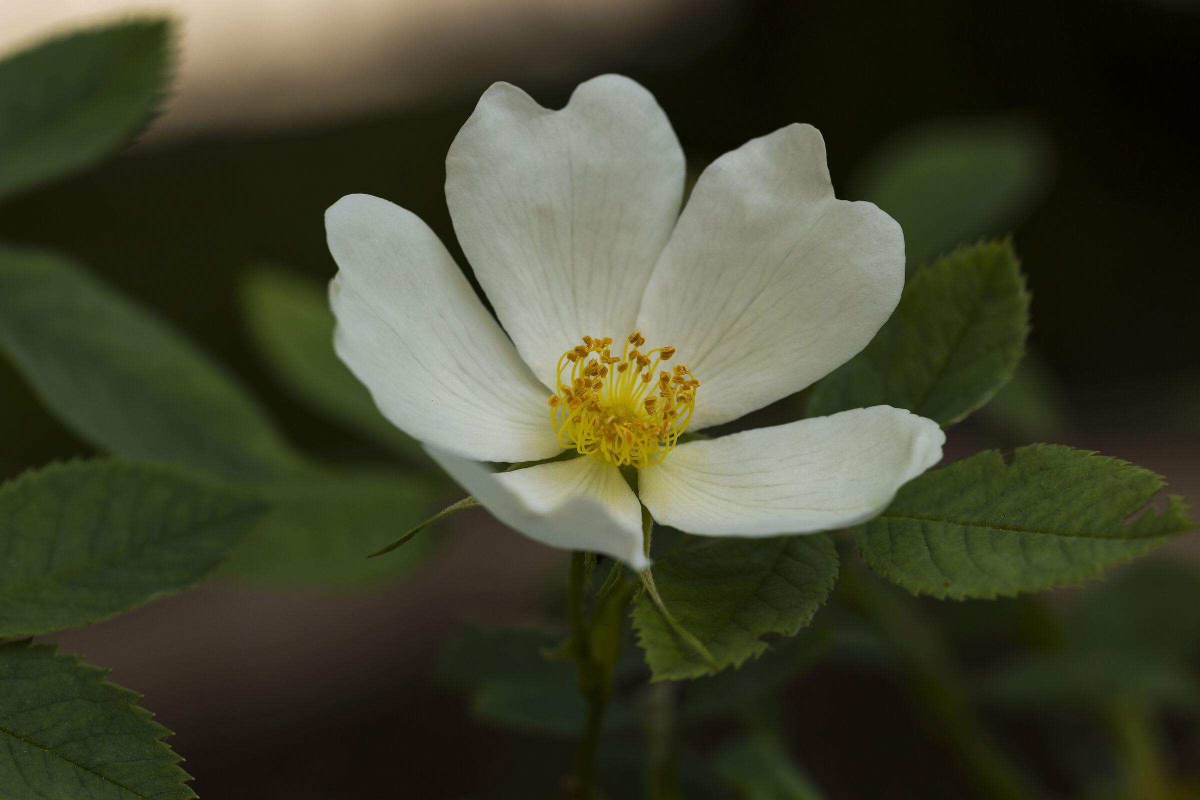 Rosa canina L.