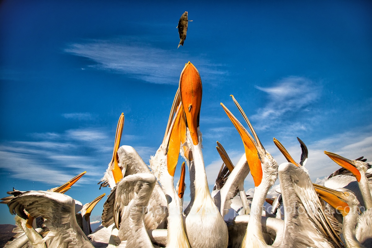 Pelicans