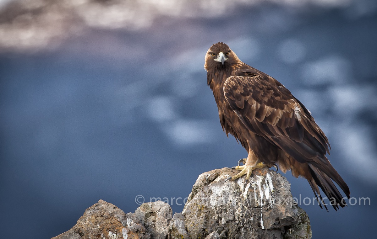 Golden eagle