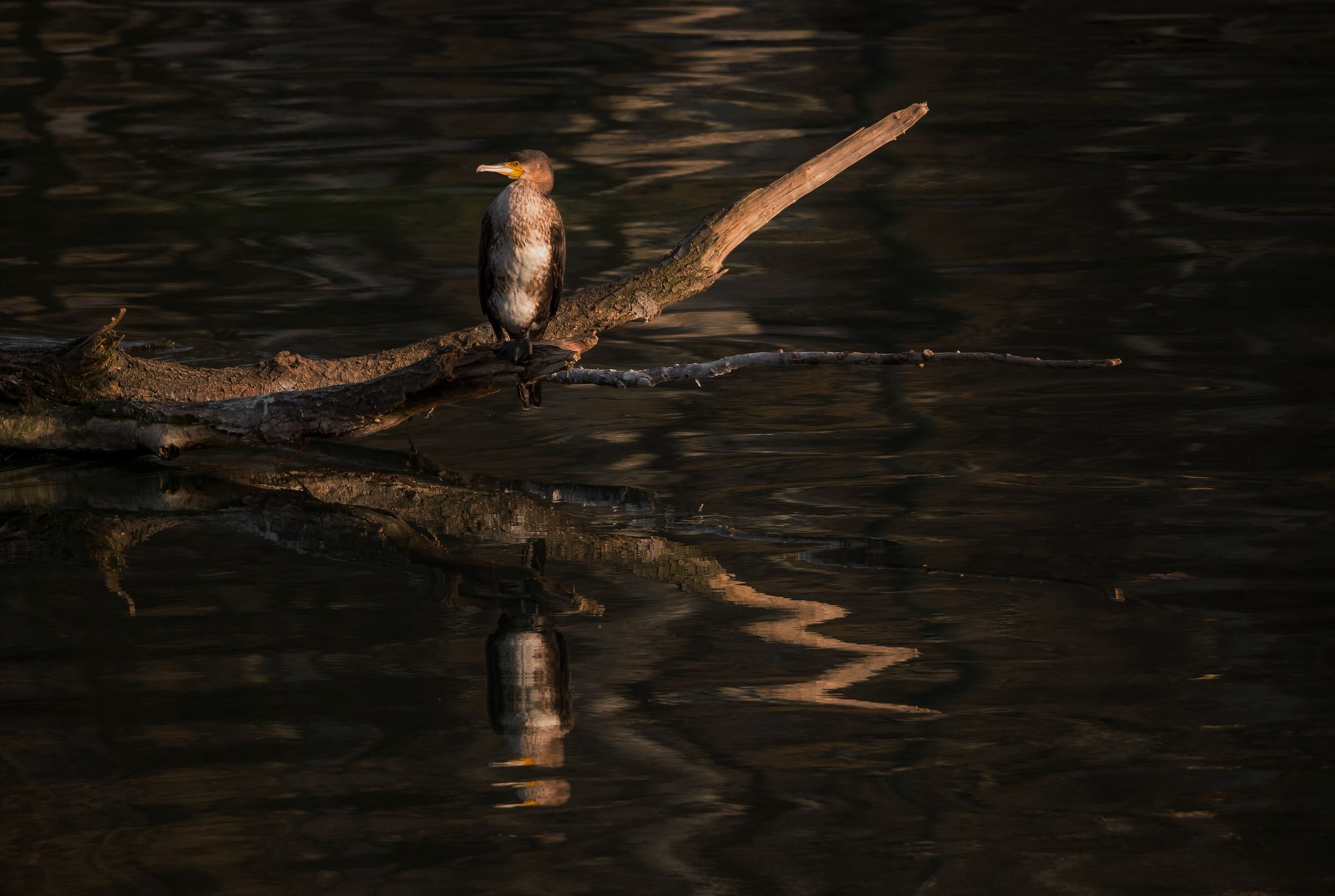 end-of-day reflections.....