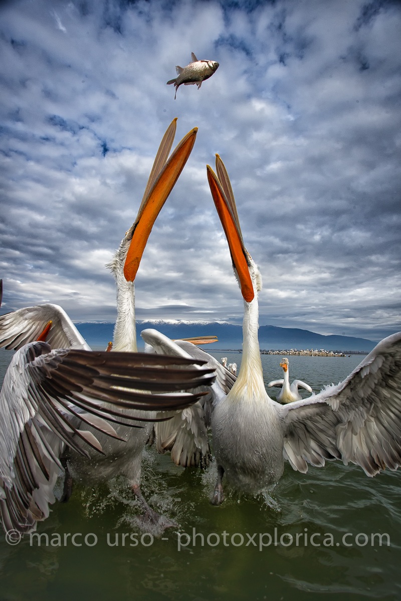 Pelicans