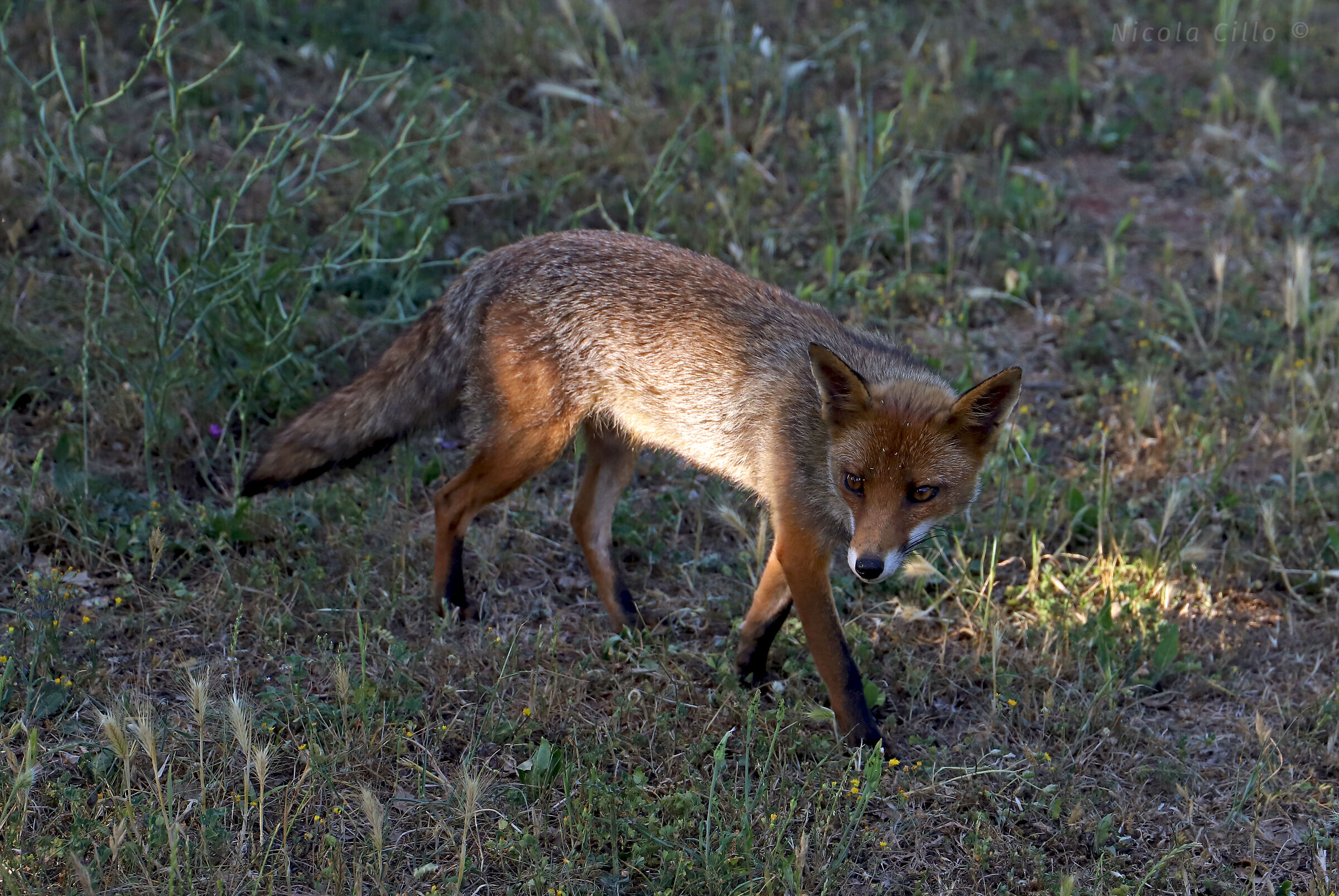 fox spot