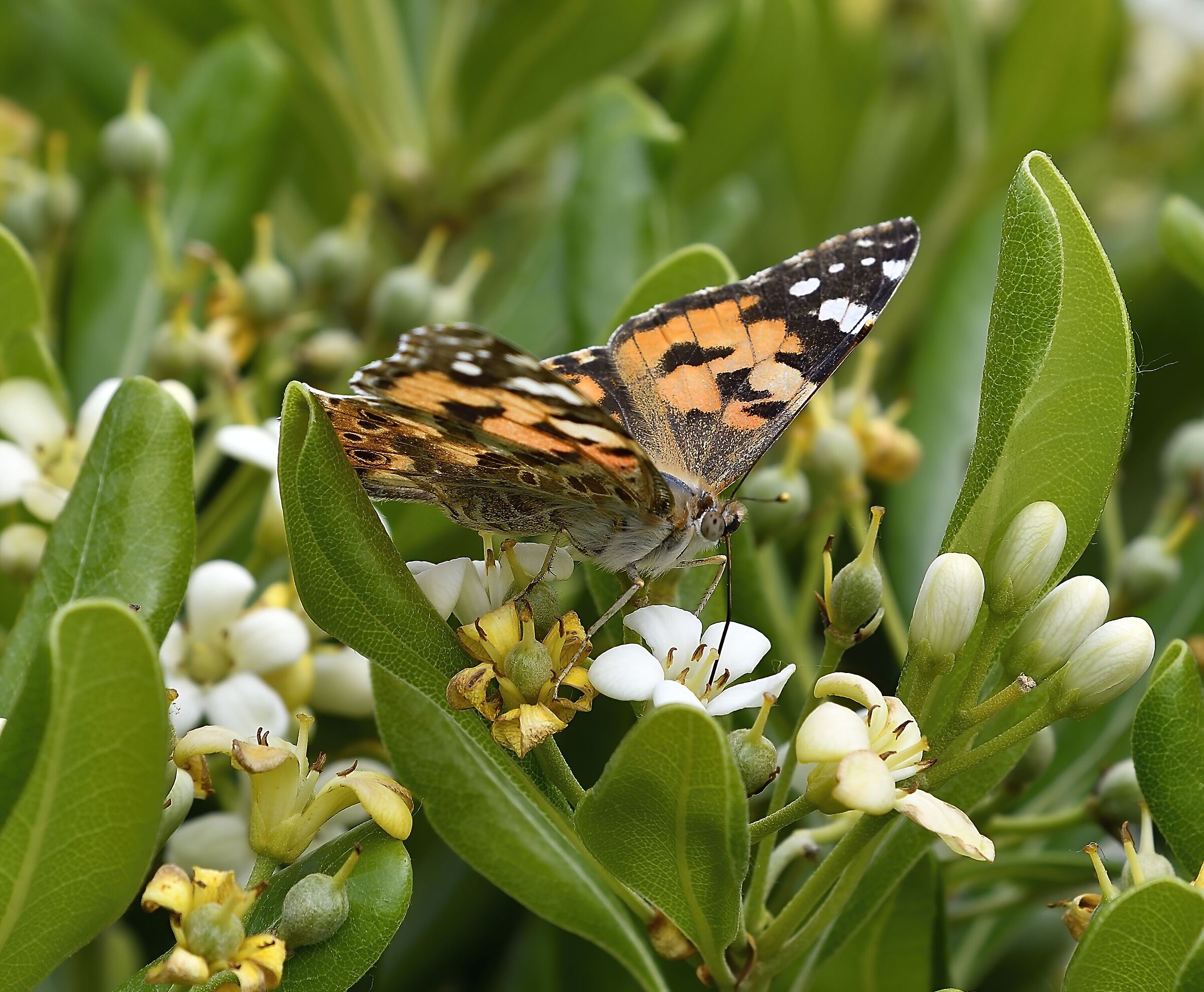 Vanessa cardui