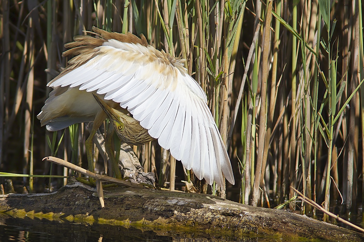 sgarza contortionist
