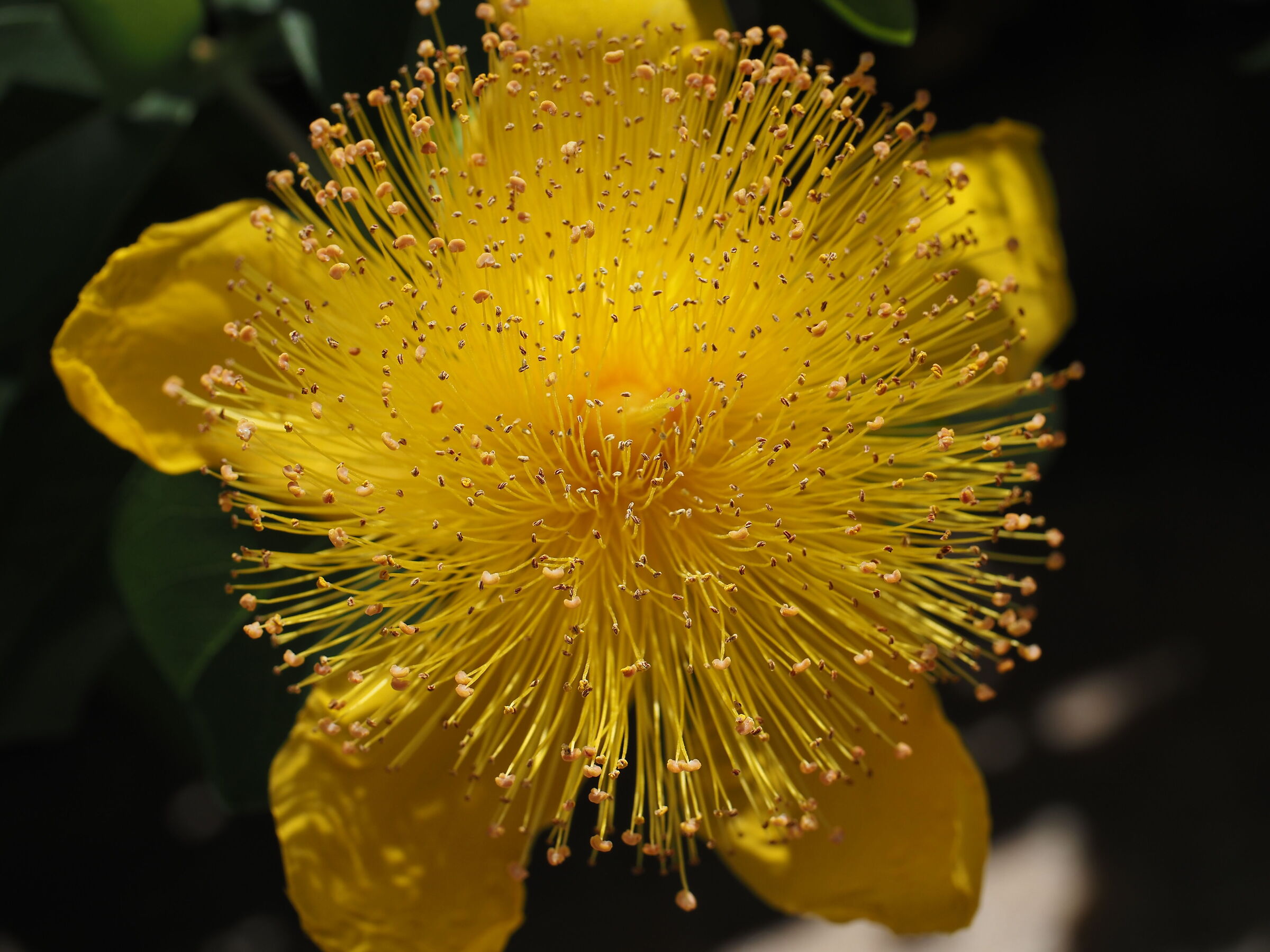 hypericum