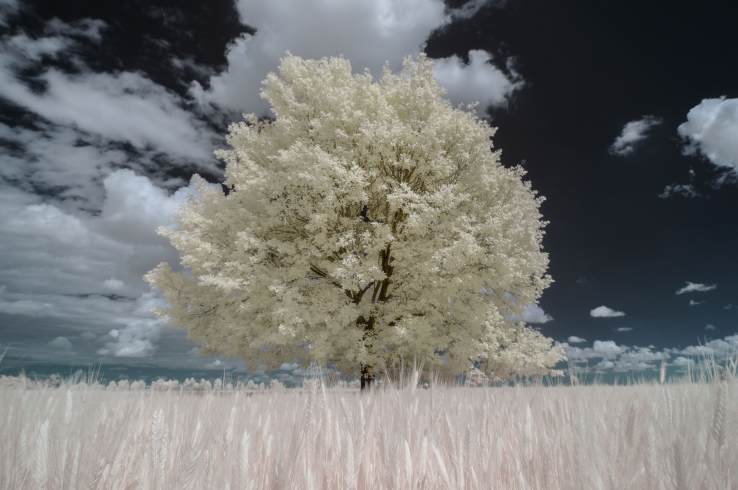 My Favorite Tree Infrared