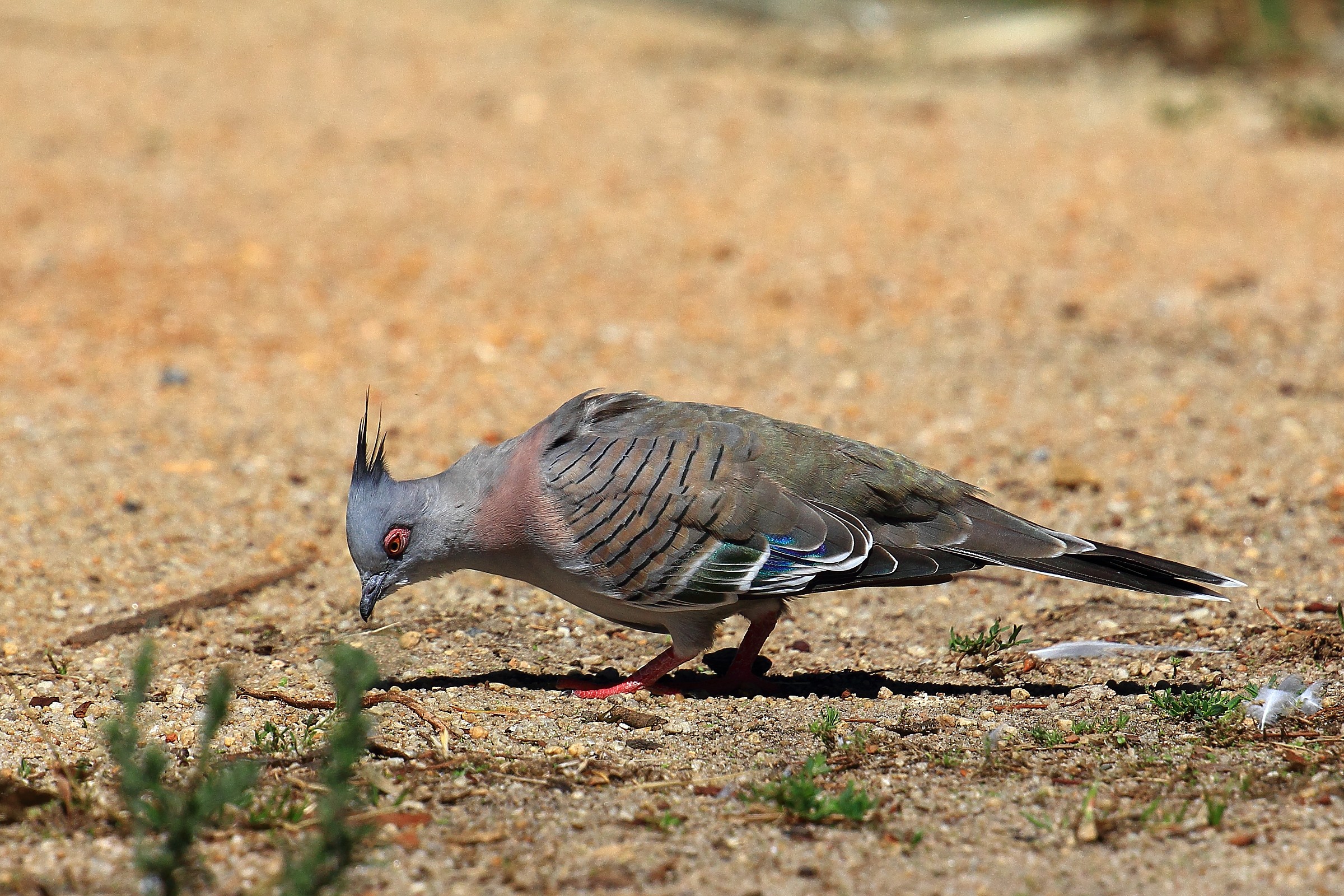 Crested Pigeon