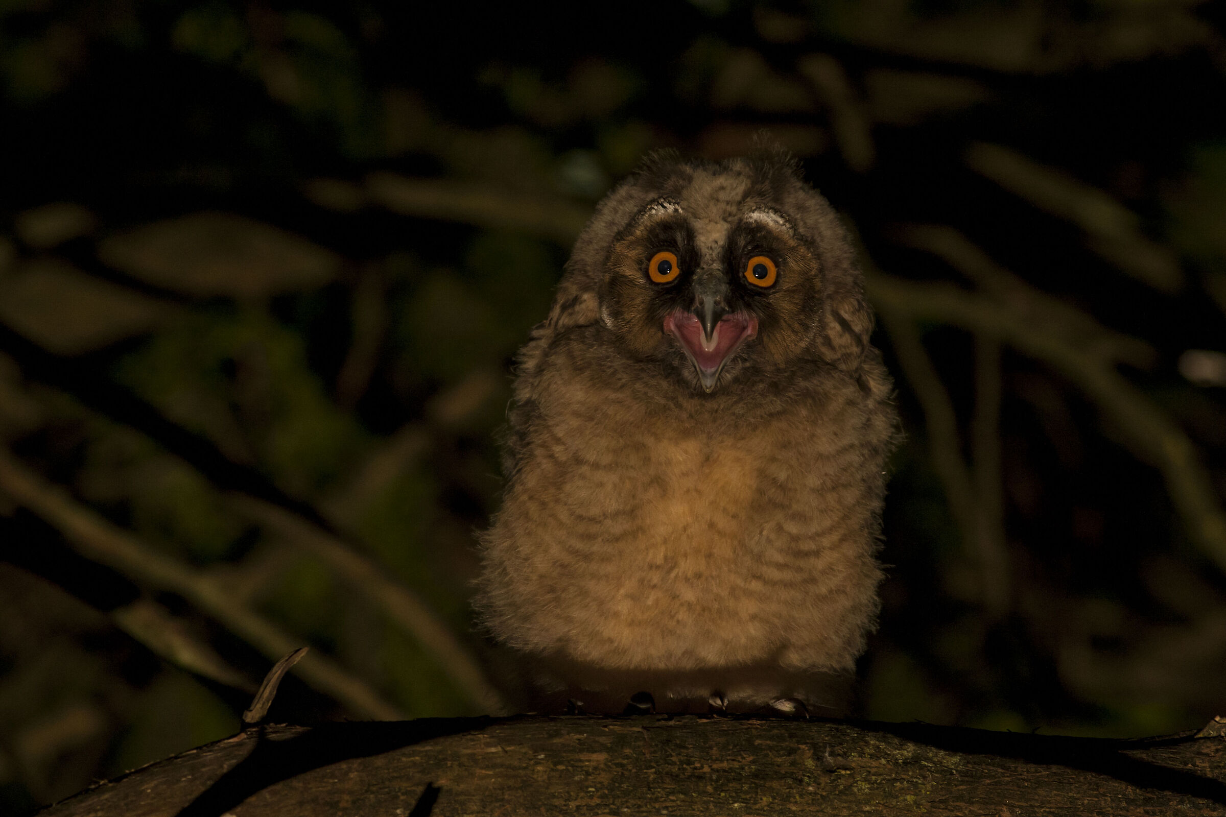 Owl scream