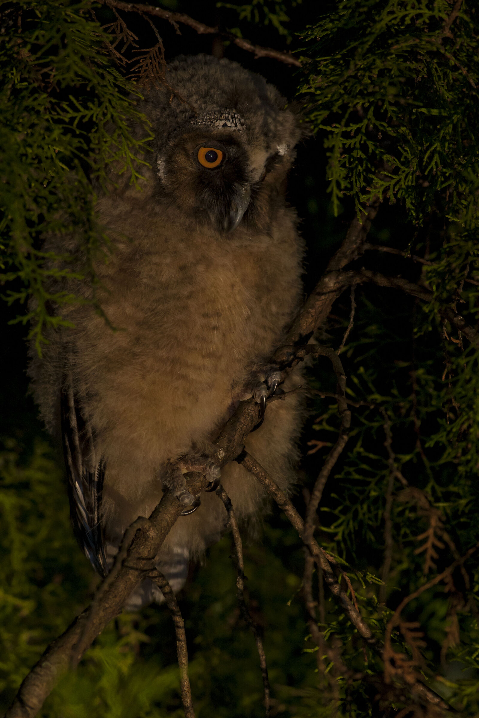 long-eared owl