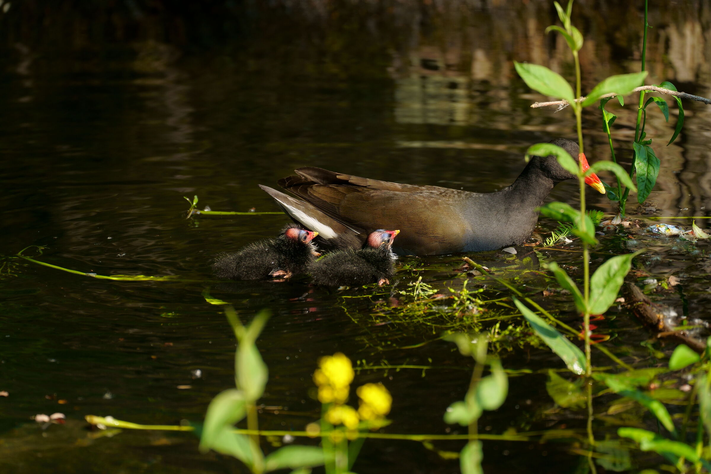 water gallinule