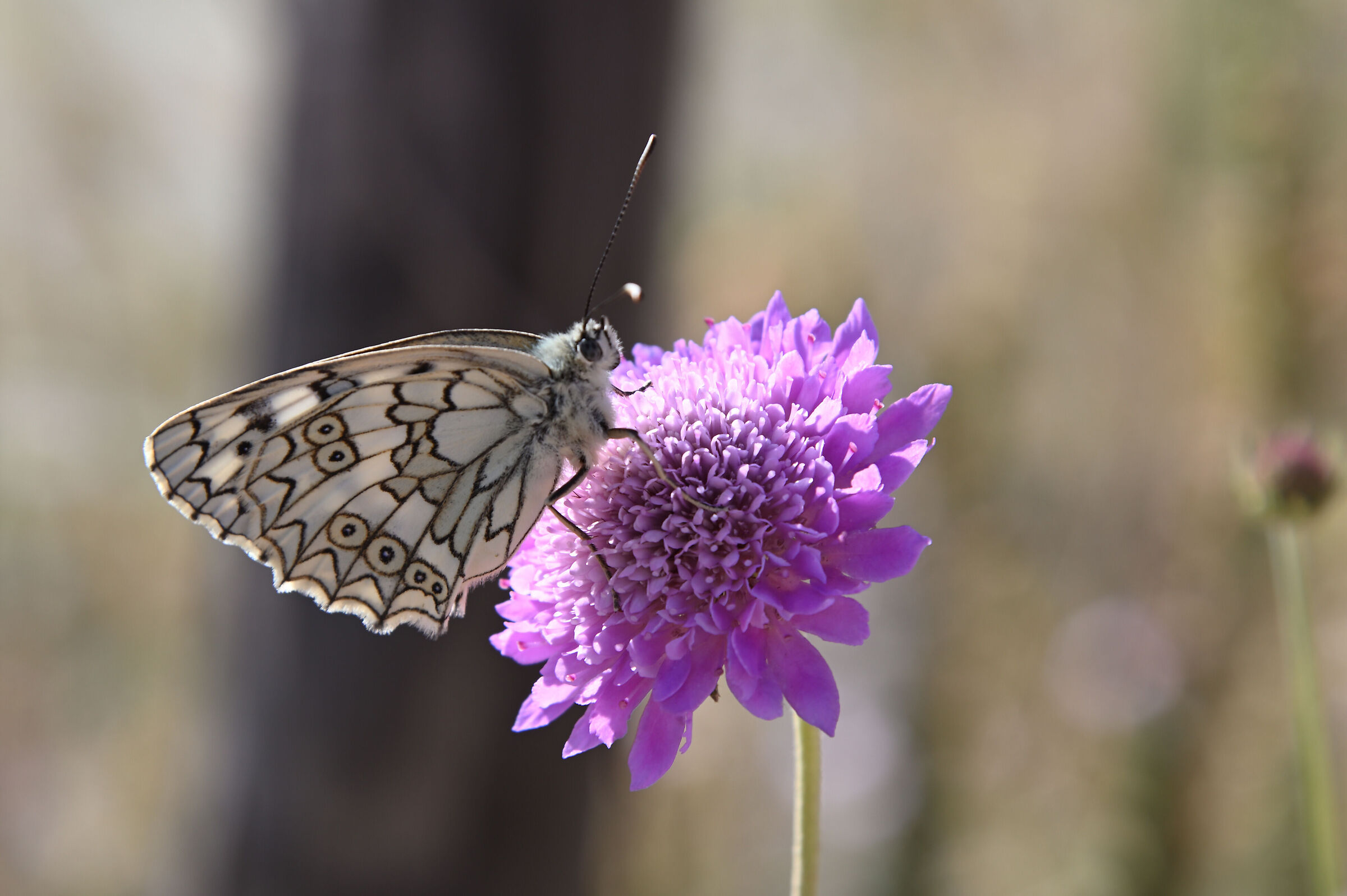 Butterfly 2