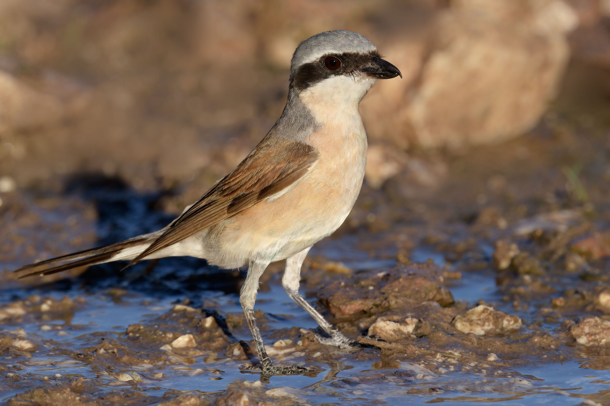 Averla piccola (Lanius collurio)