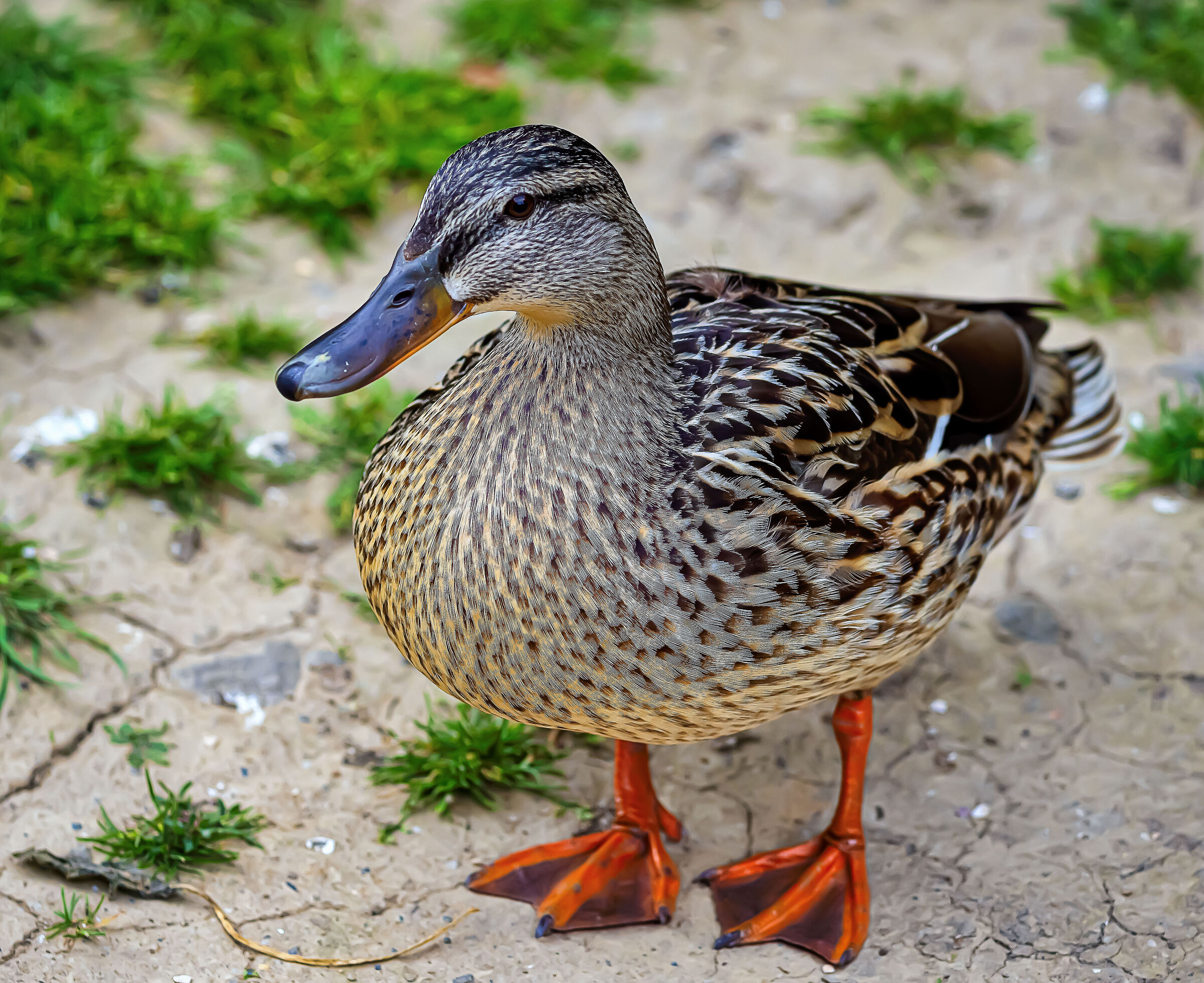 Tapeized duckling