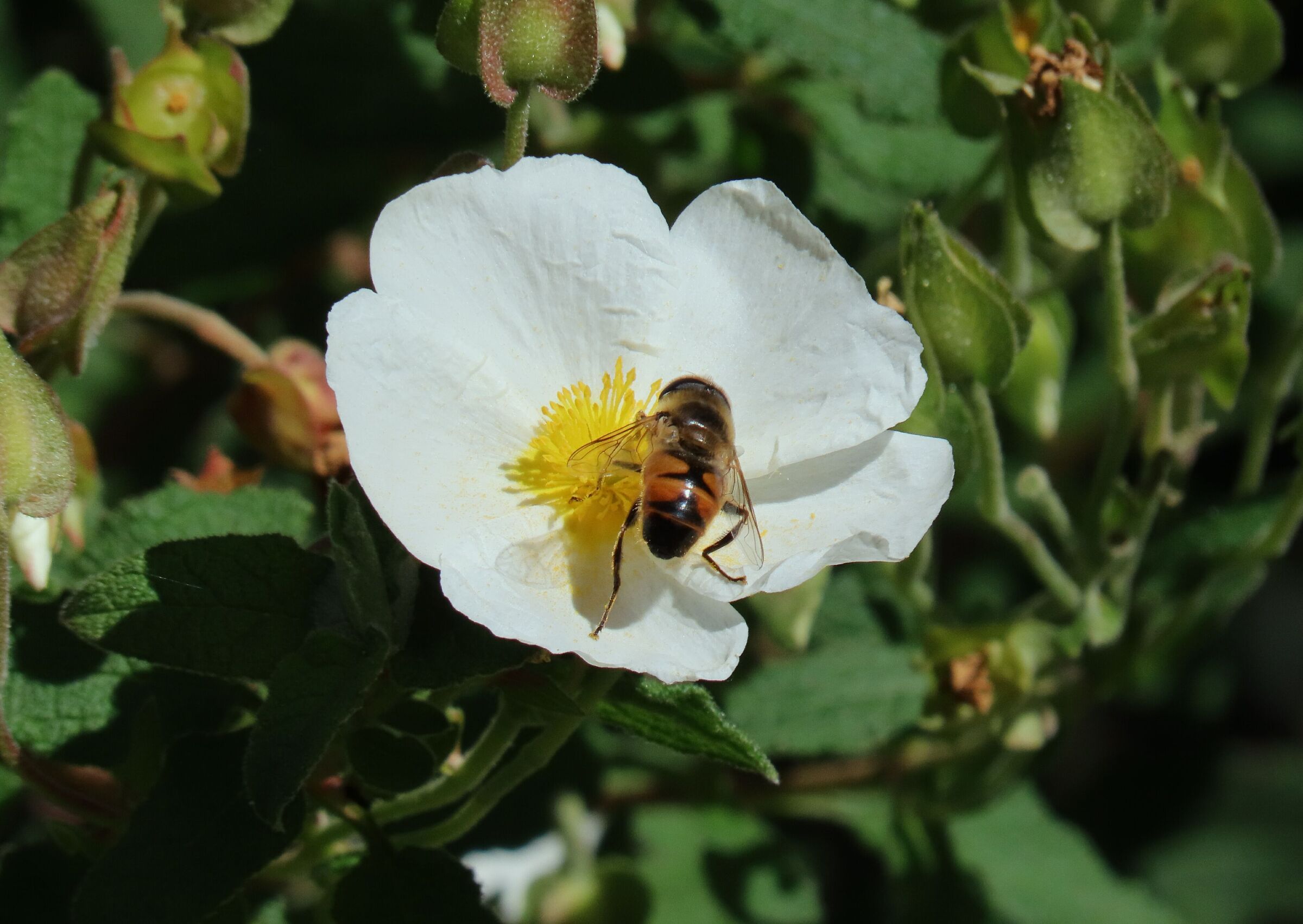 Lavori di primavera.