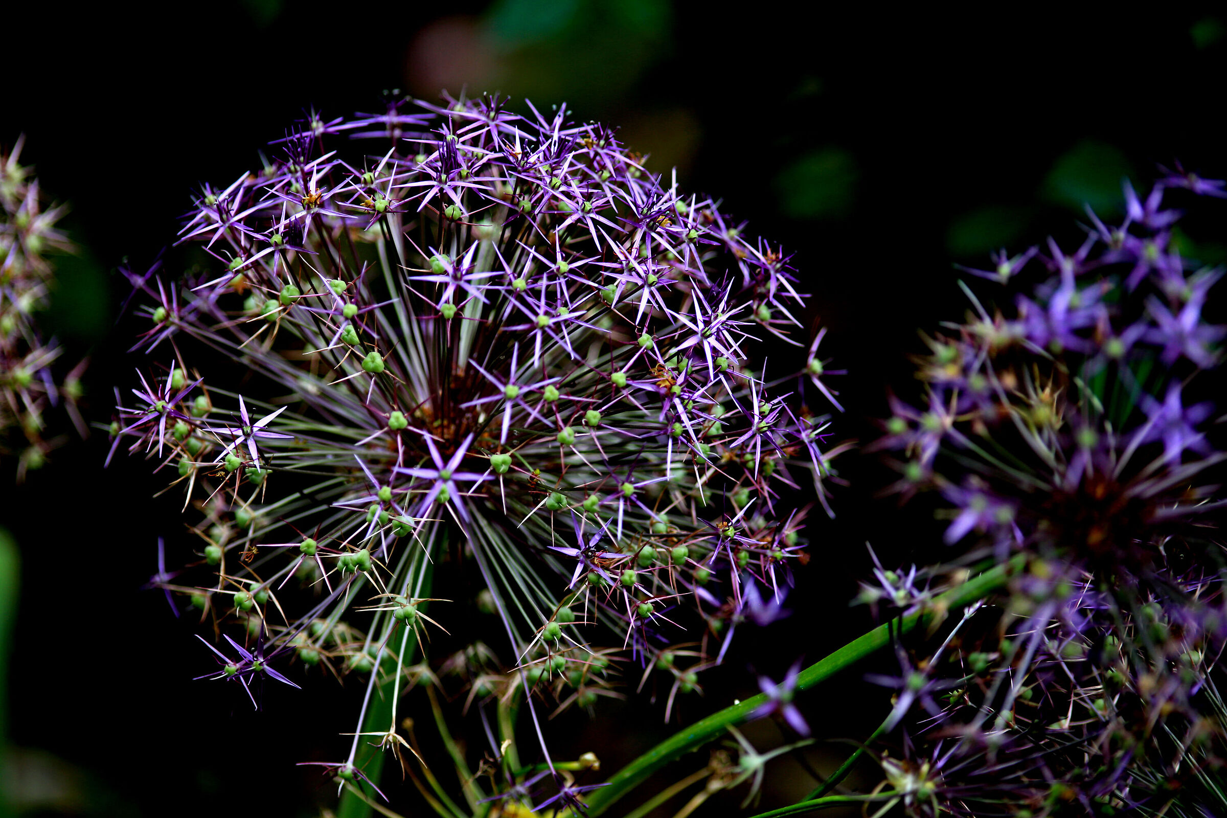 Allium