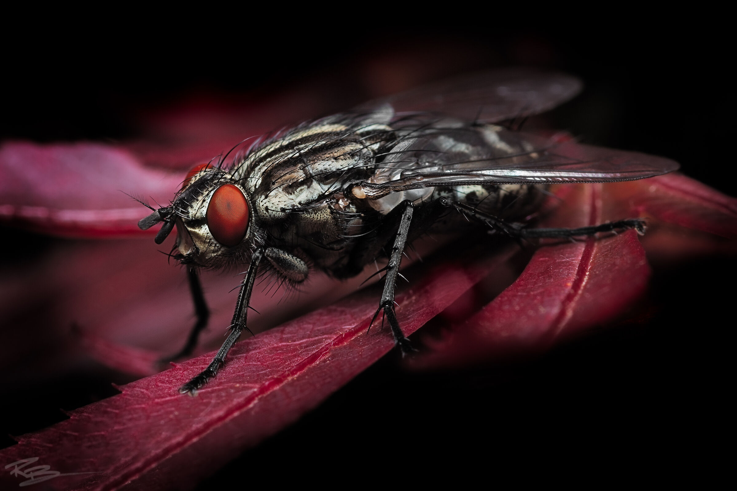 Fly