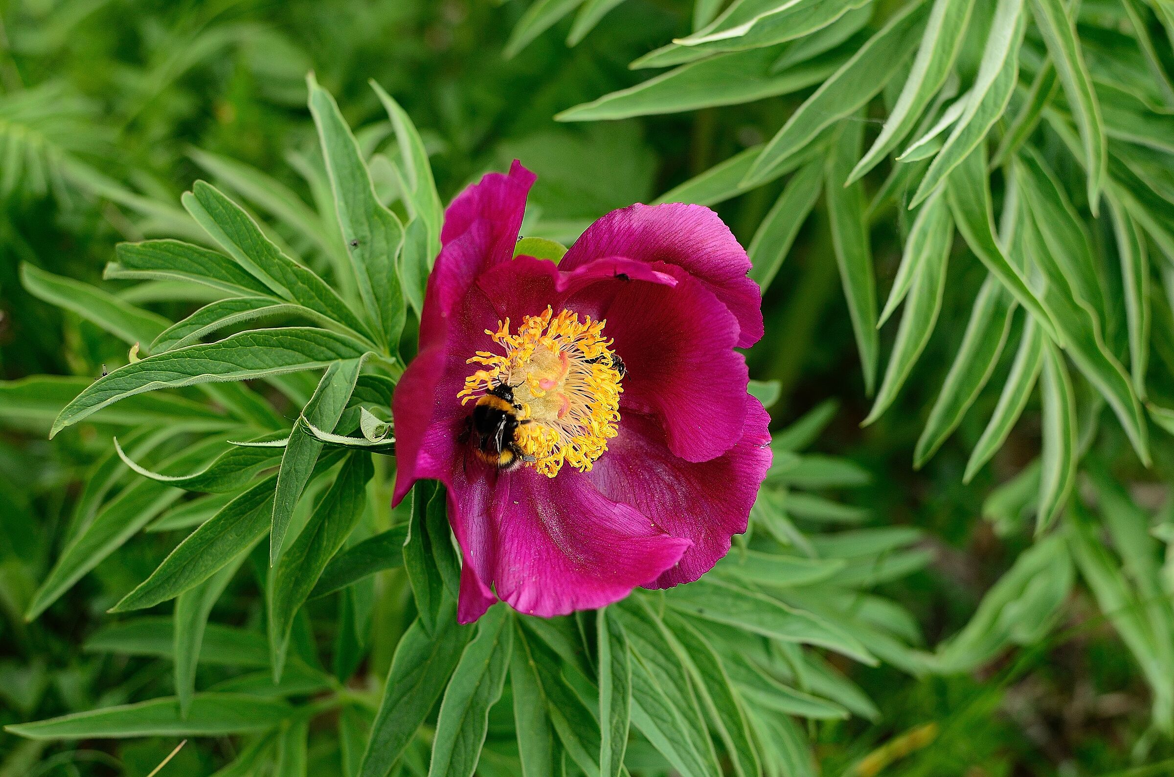 Peonia selvatica