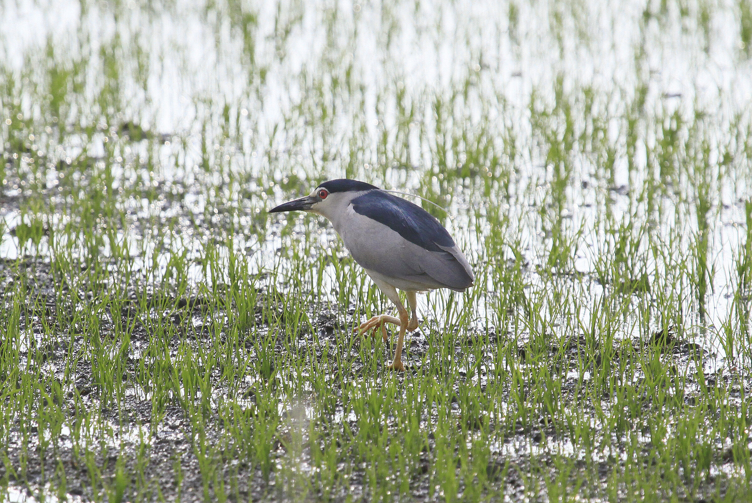 abitanti delle risaie