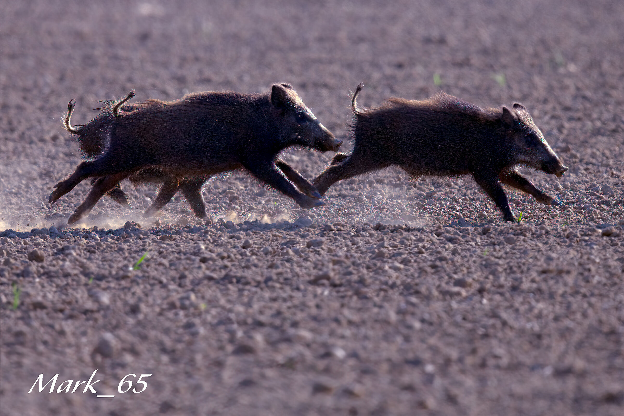 chi arriva ultimo è un... cinghiale !!