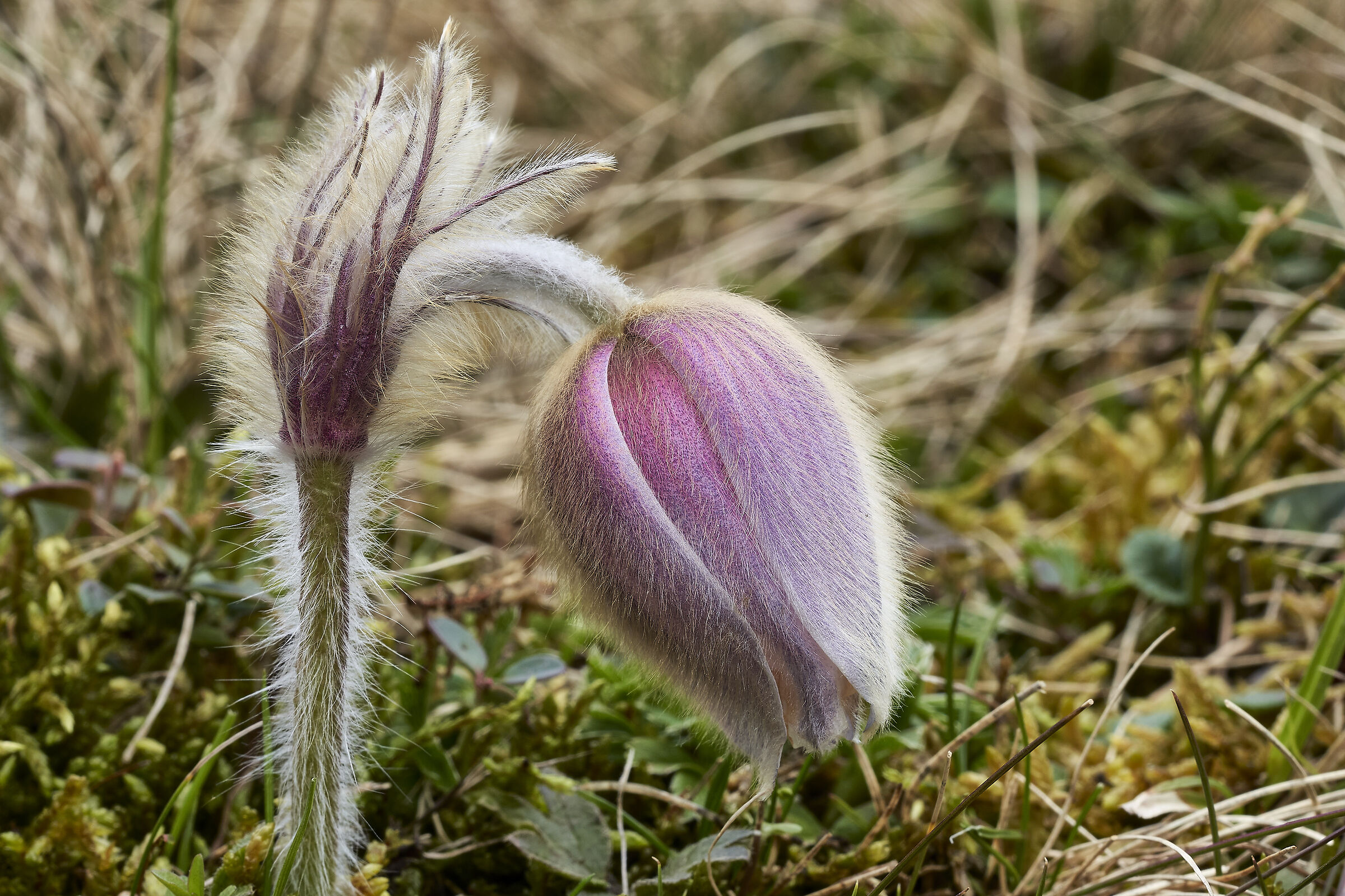 Pulsatilla vernalis