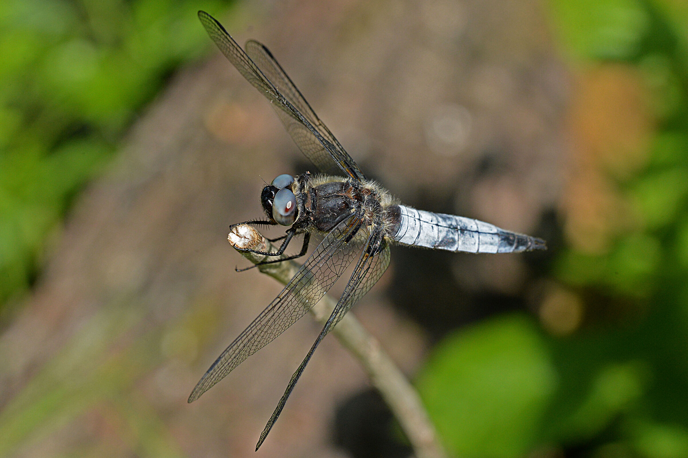 dragonfly