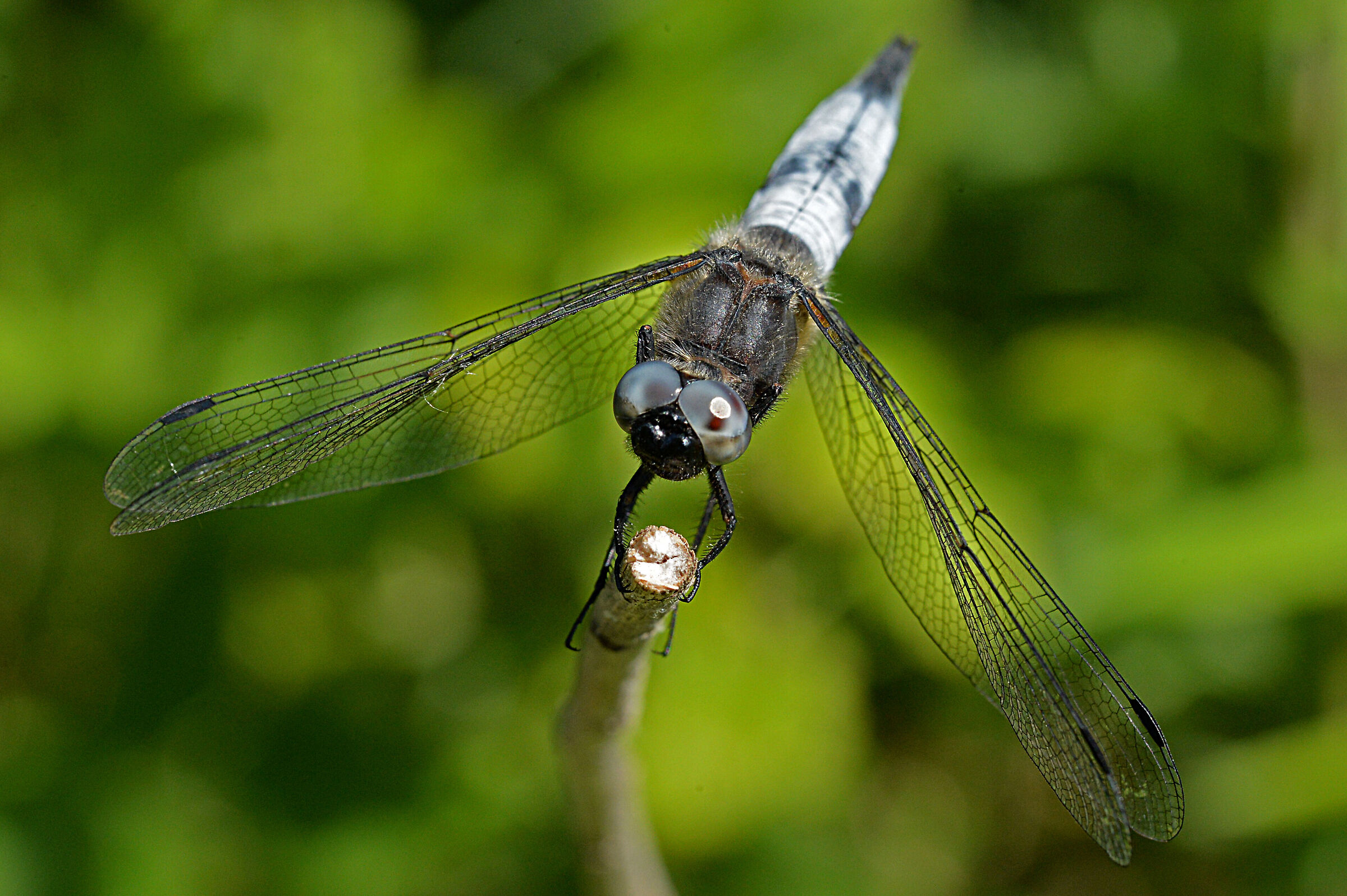 dragonfly