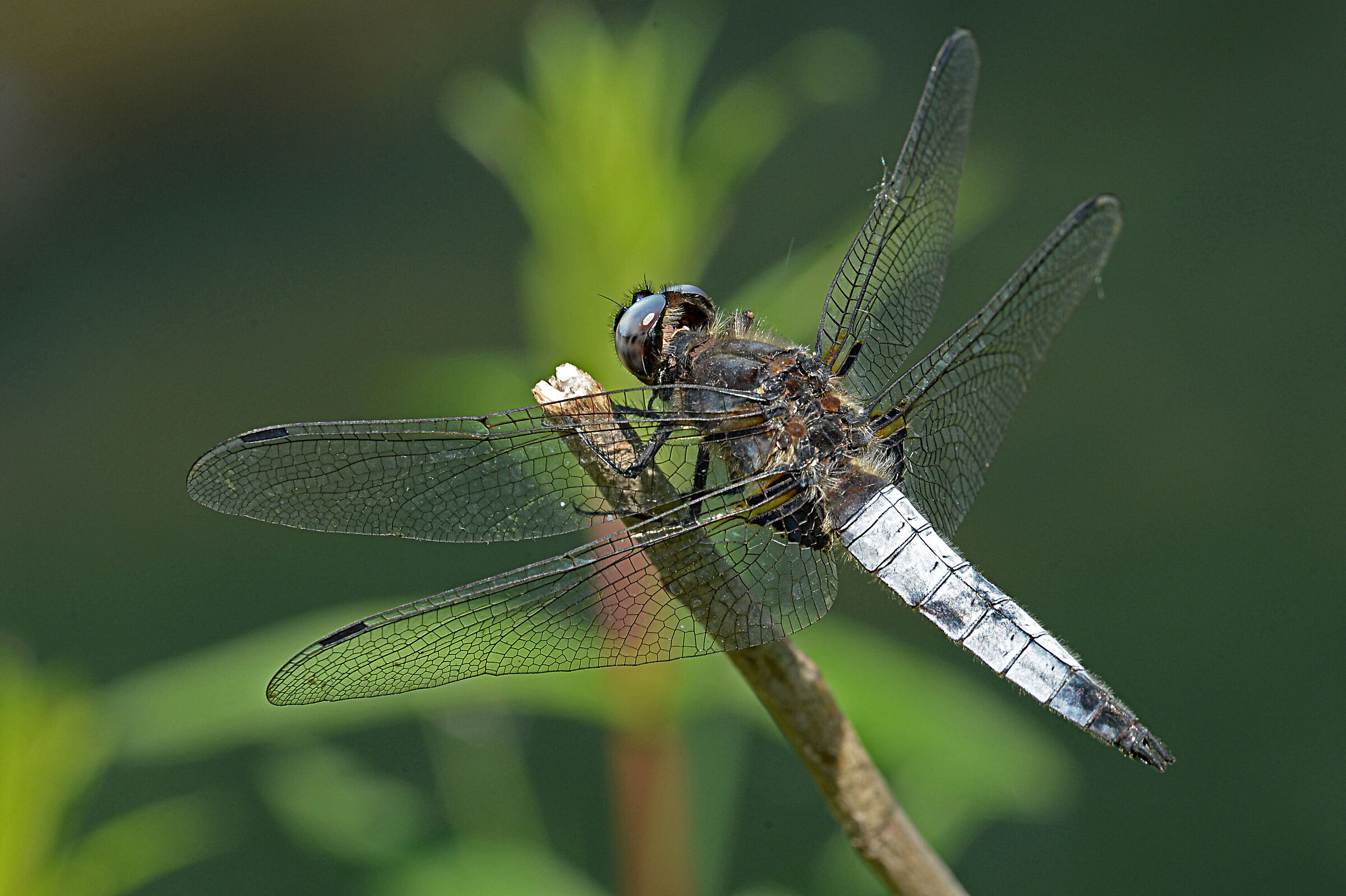 dragonfly